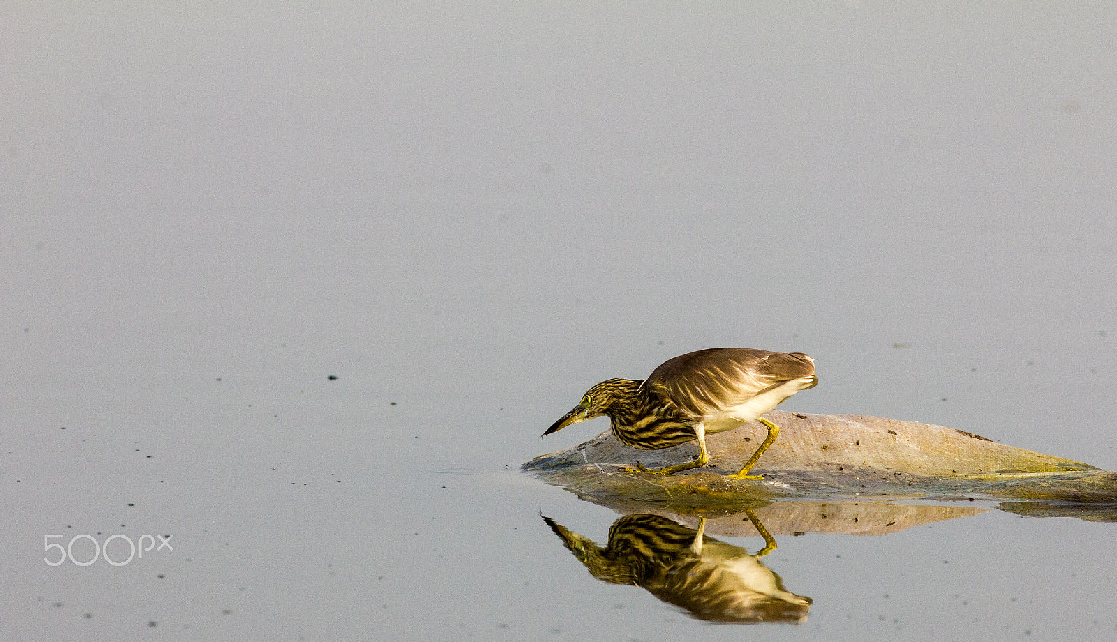 Canon EOS 550D (EOS Rebel T2i / EOS Kiss X4) + Canon EF 300mm F4L IS USM sample photo. Pond heron photography