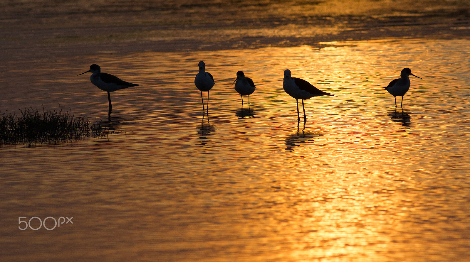 Canon EF 300mm F4L IS USM sample photo. End of the day meet photography