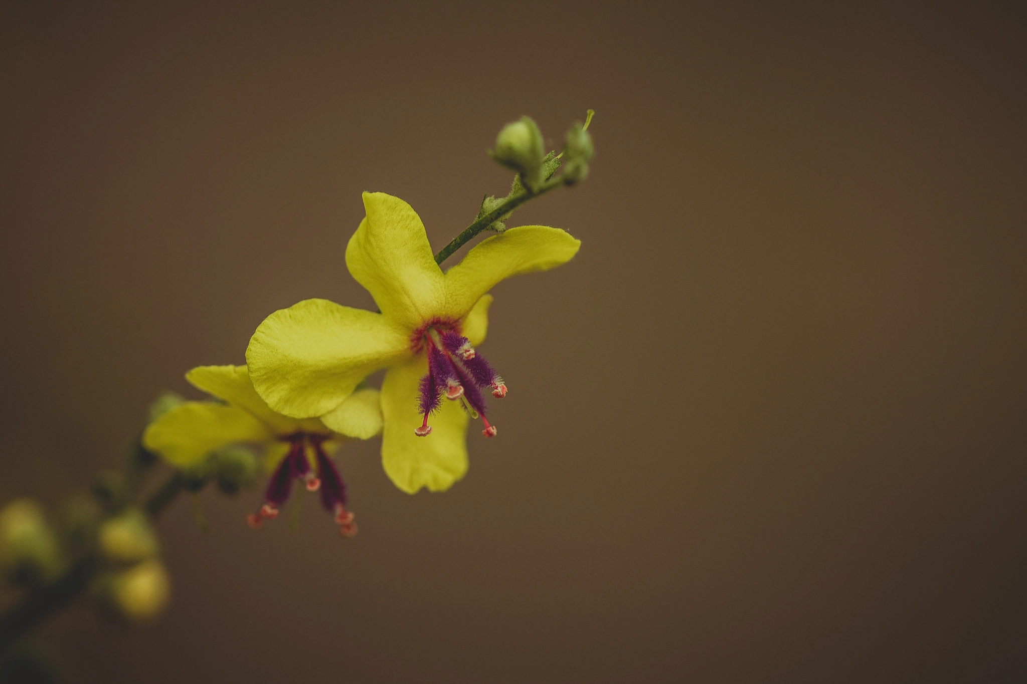 Sigma 105mm F2.8 EX DG OS HSM sample photo. Perfect contrast photography