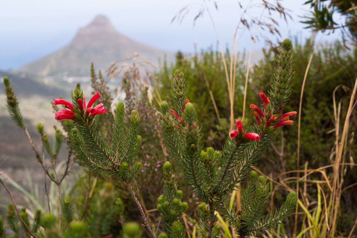 Olympus PEN E-PL5 + Olympus M.Zuiko Digital 25mm F1.8 sample photo. Flowers on table mountain photography