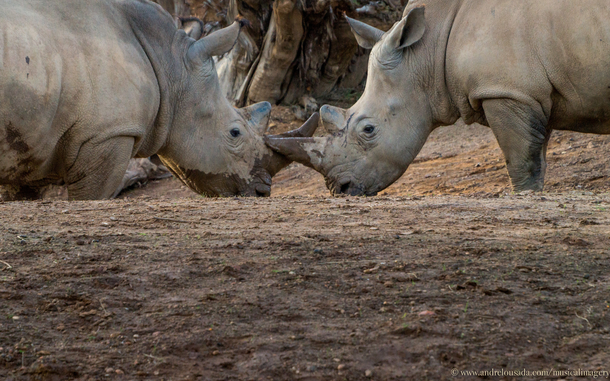 Sigma 18-250mm F3.5-6.3 DC OS HSM sample photo. Double rhino photography