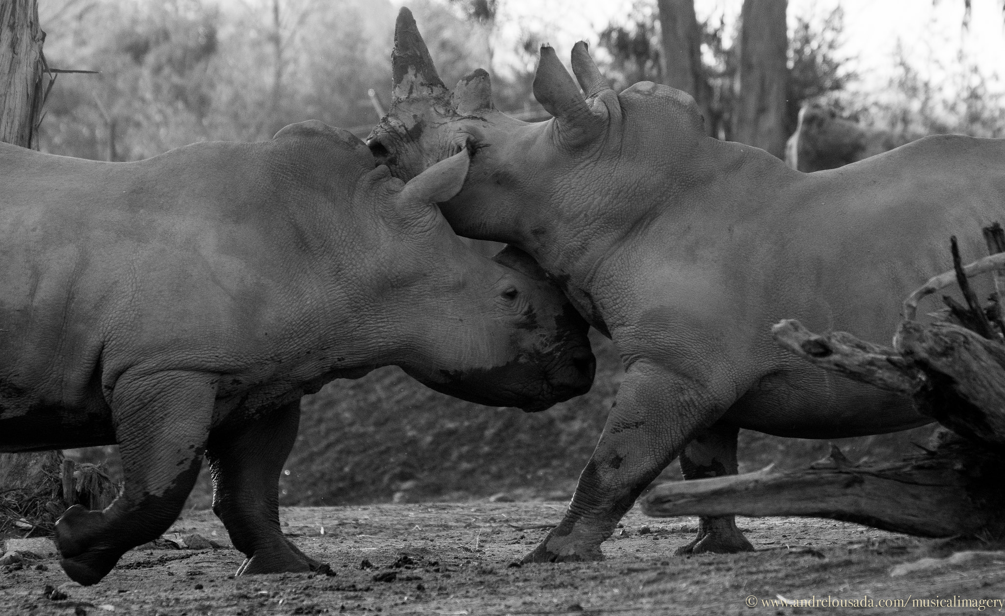 Sigma 150-500mm F5-6.3 DG OS HSM sample photo. Rhinoceros playing photography