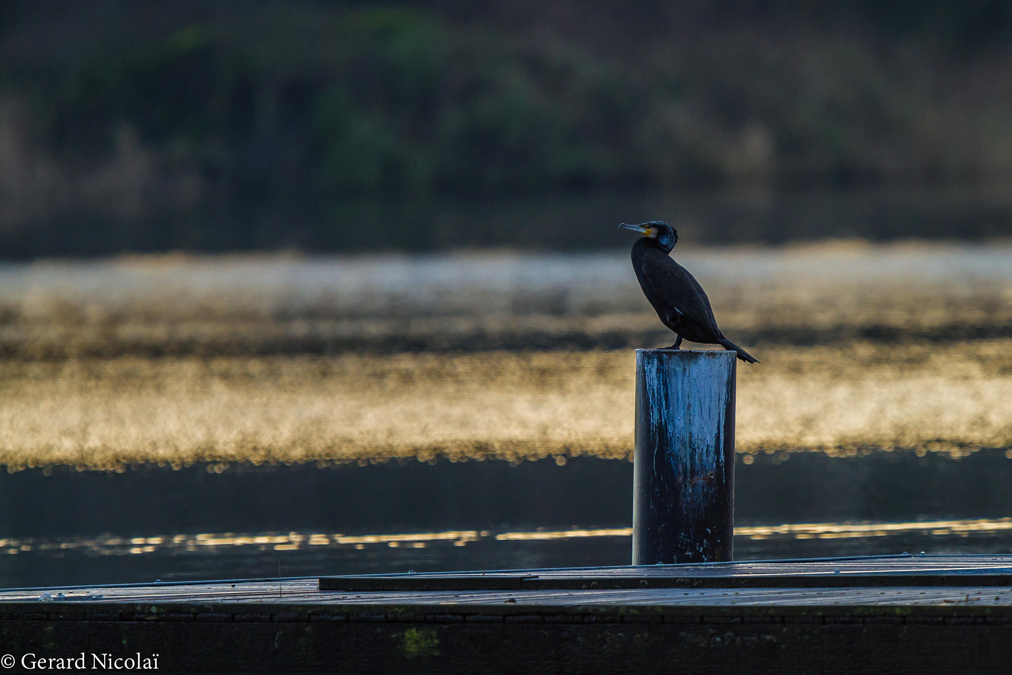 Canon EF 300mm F2.8L IS USM sample photo. Great cormoran resting photography