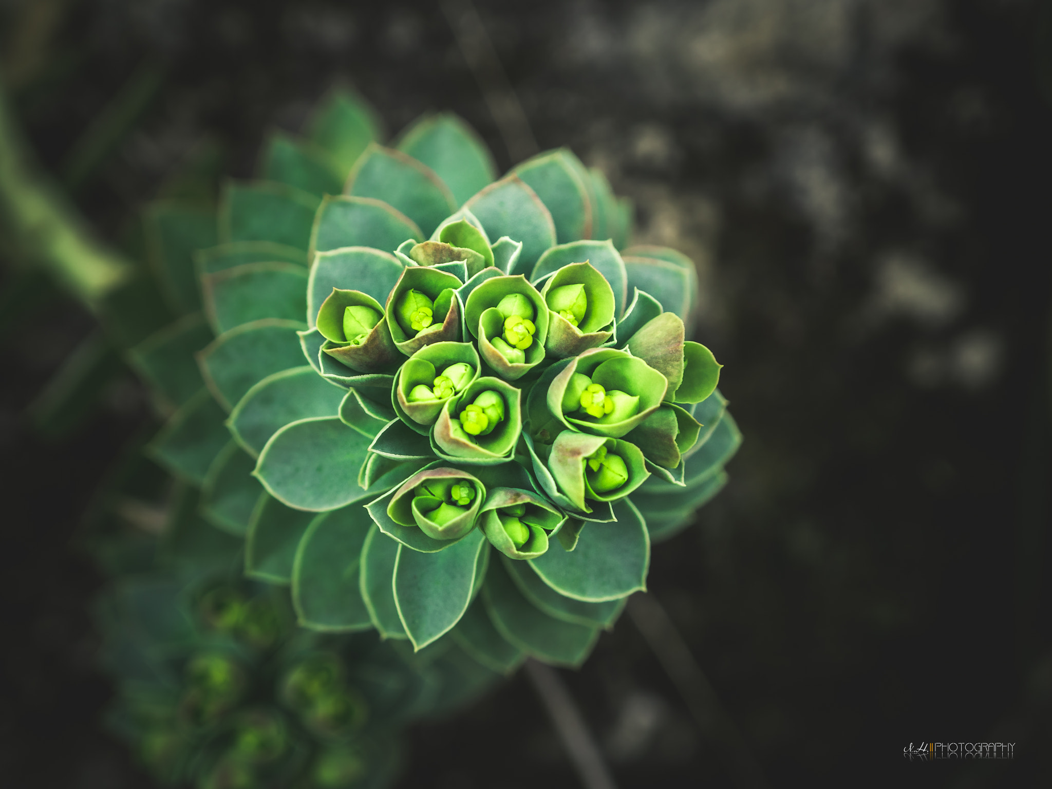 LUMIX G VARIO 14-42/F3.5-5.6 II sample photo. Green vortex photography