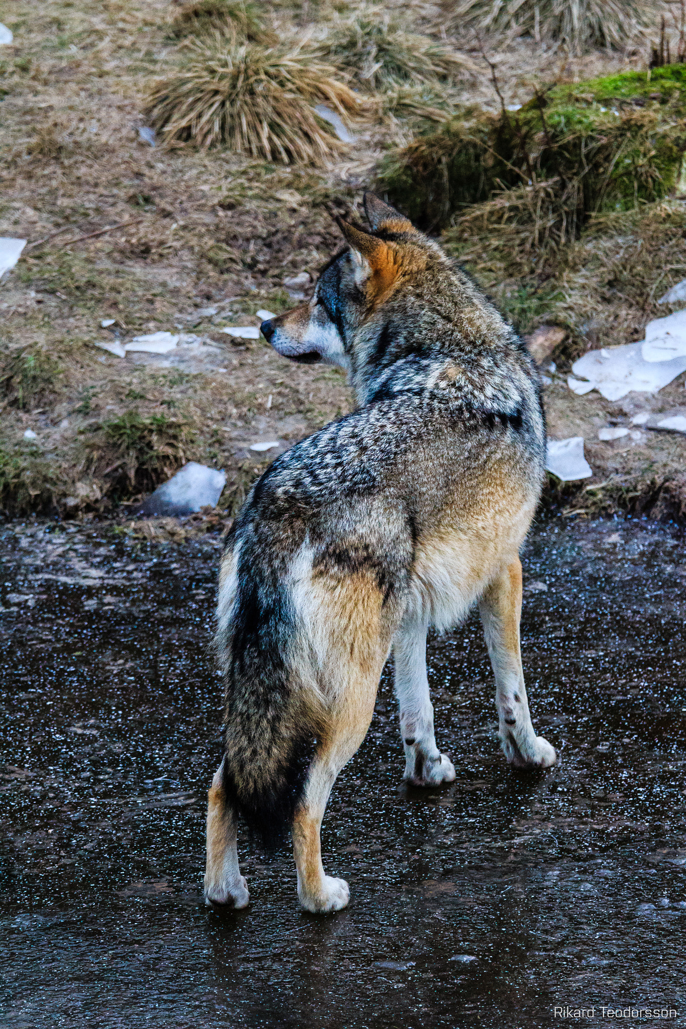 Canon EF 70-200mm F4L IS USM sample photo. Wolf on ice photography