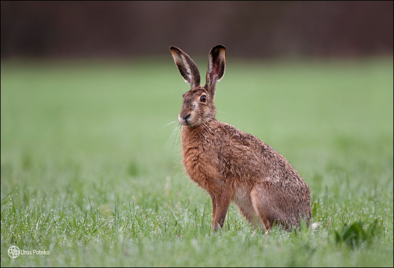 Nikon AF-S Nikkor 200-400mm F4G ED-IF VR sample photo. Big ear brown hare photography