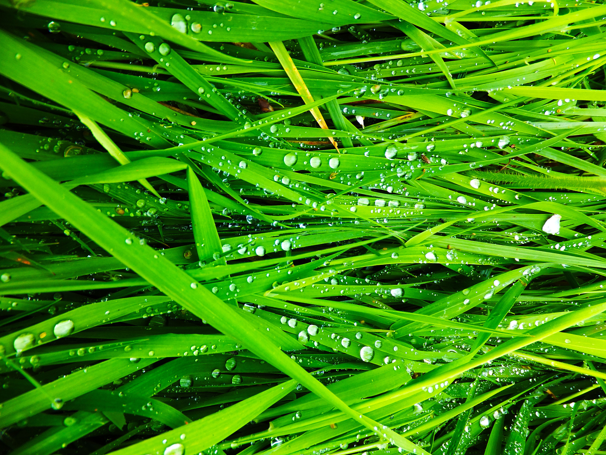 Fujifilm FinePix F600 EXR sample photo. Water droplets on grass photography