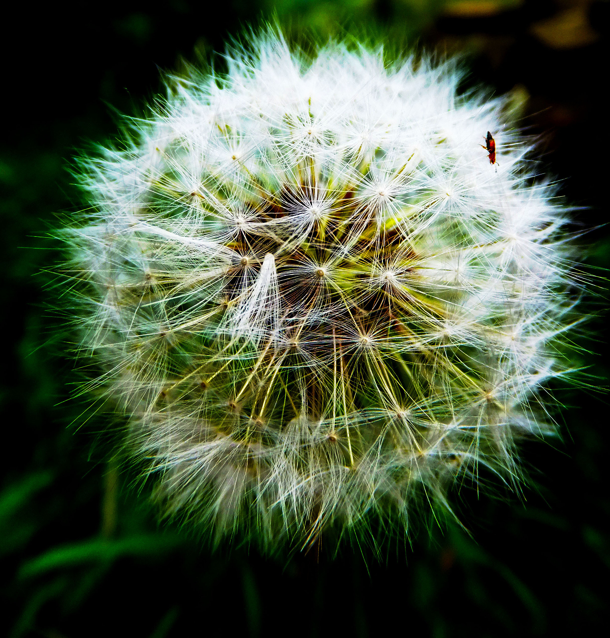 Fujifilm FinePix F600 EXR sample photo. Macro photograph of a dandelion photography