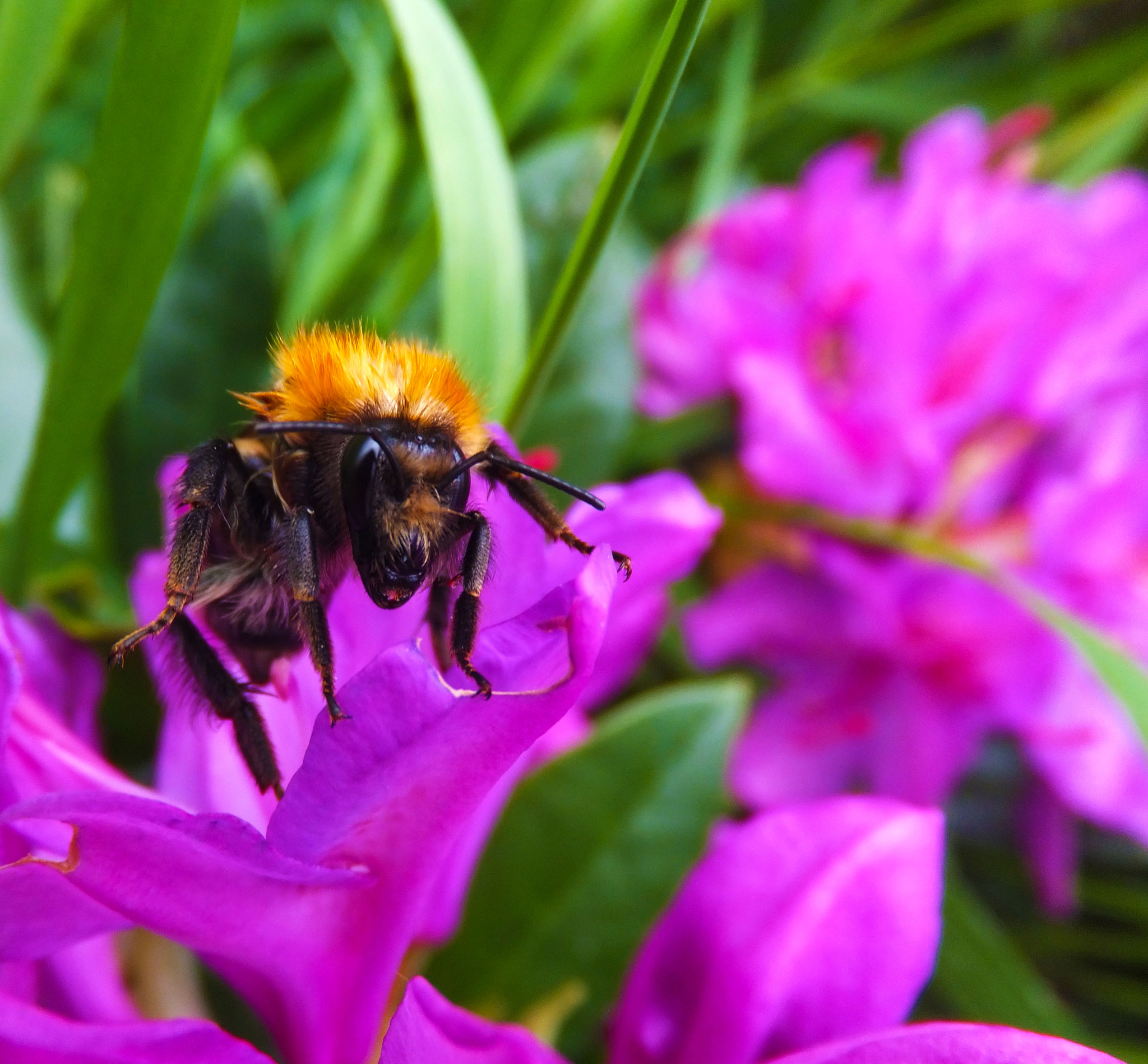 Fujifilm FinePix F600 EXR sample photo. Bee on a flower photography