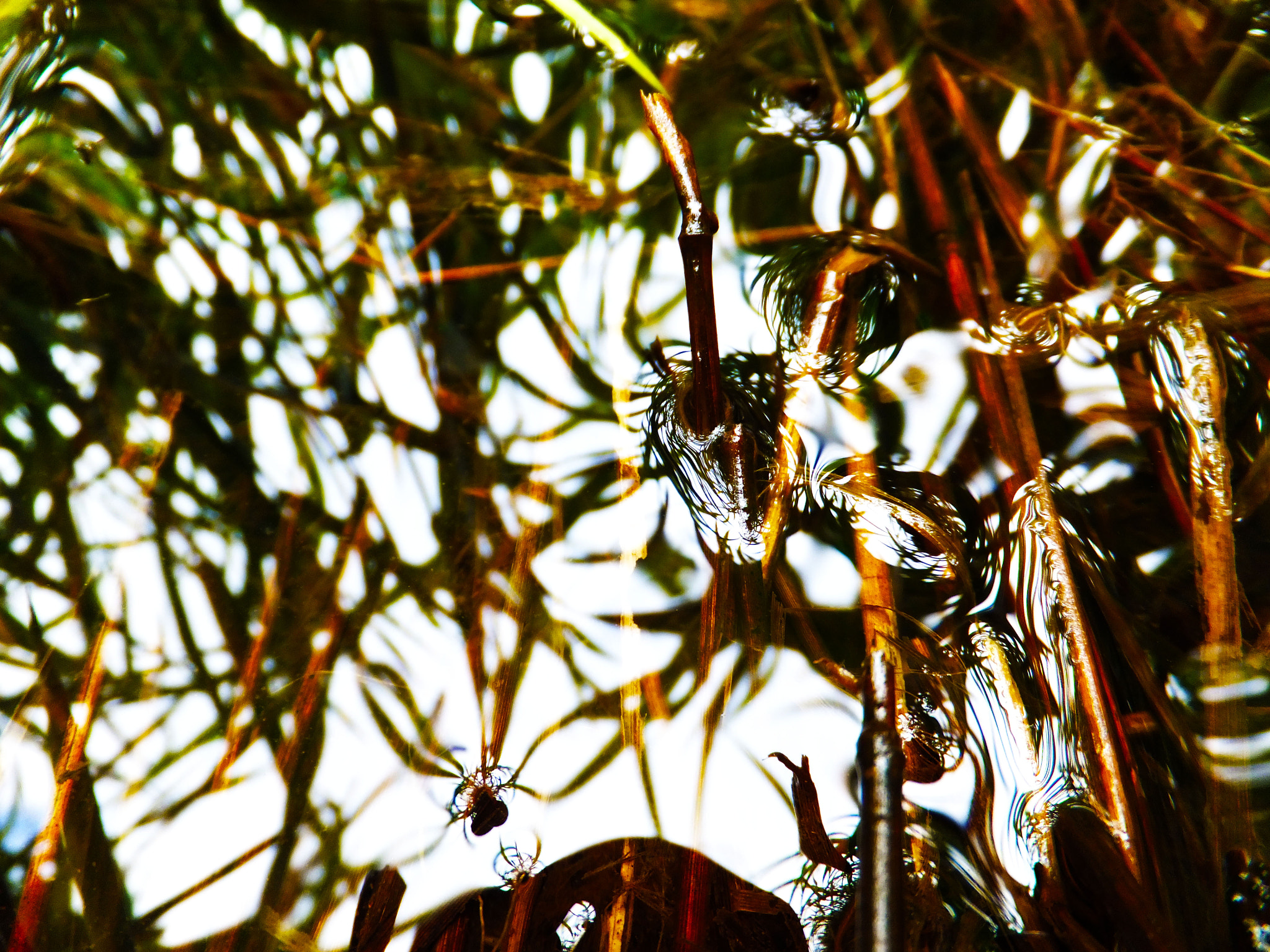 Fujifilm FinePix F600 EXR sample photo. Reflections and grass in a pond in england photography