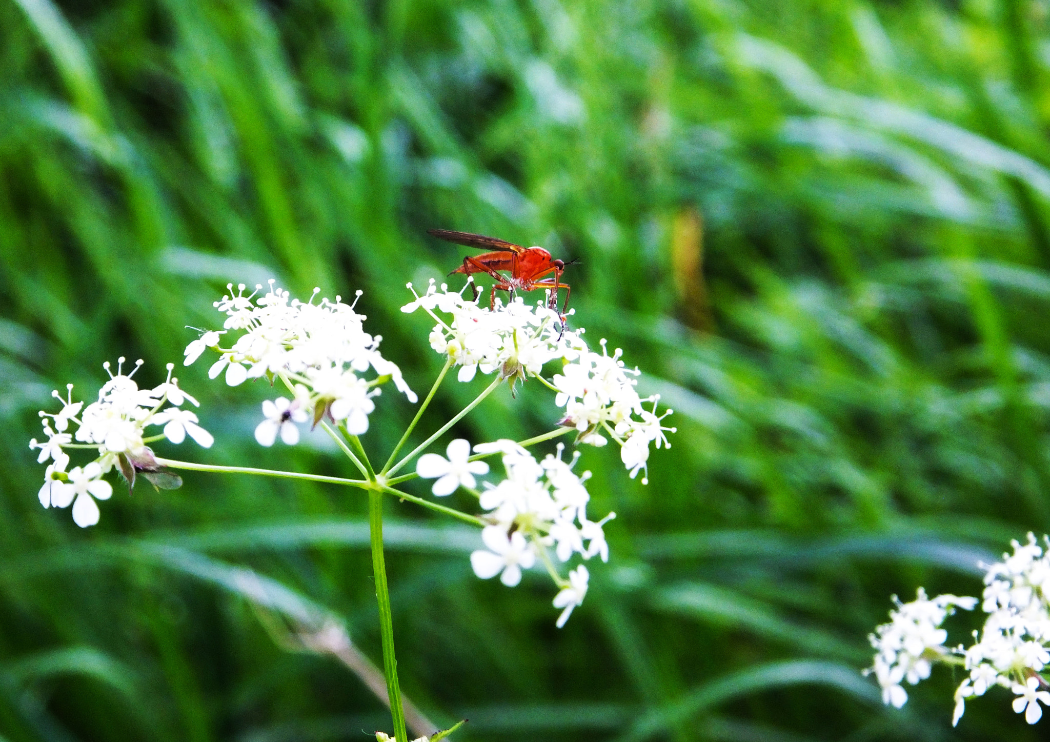 Fujifilm FinePix F600 EXR sample photo. Insect on a flower in an english field in summer photography