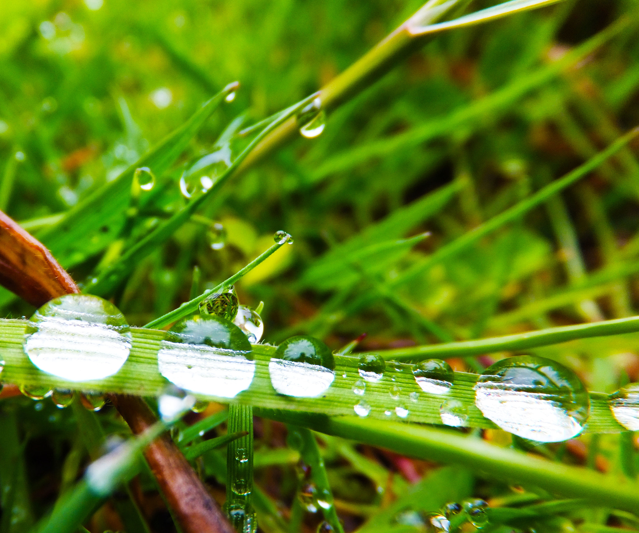 Fujifilm FinePix F600 EXR sample photo. Water droplets on a blade of grass photography