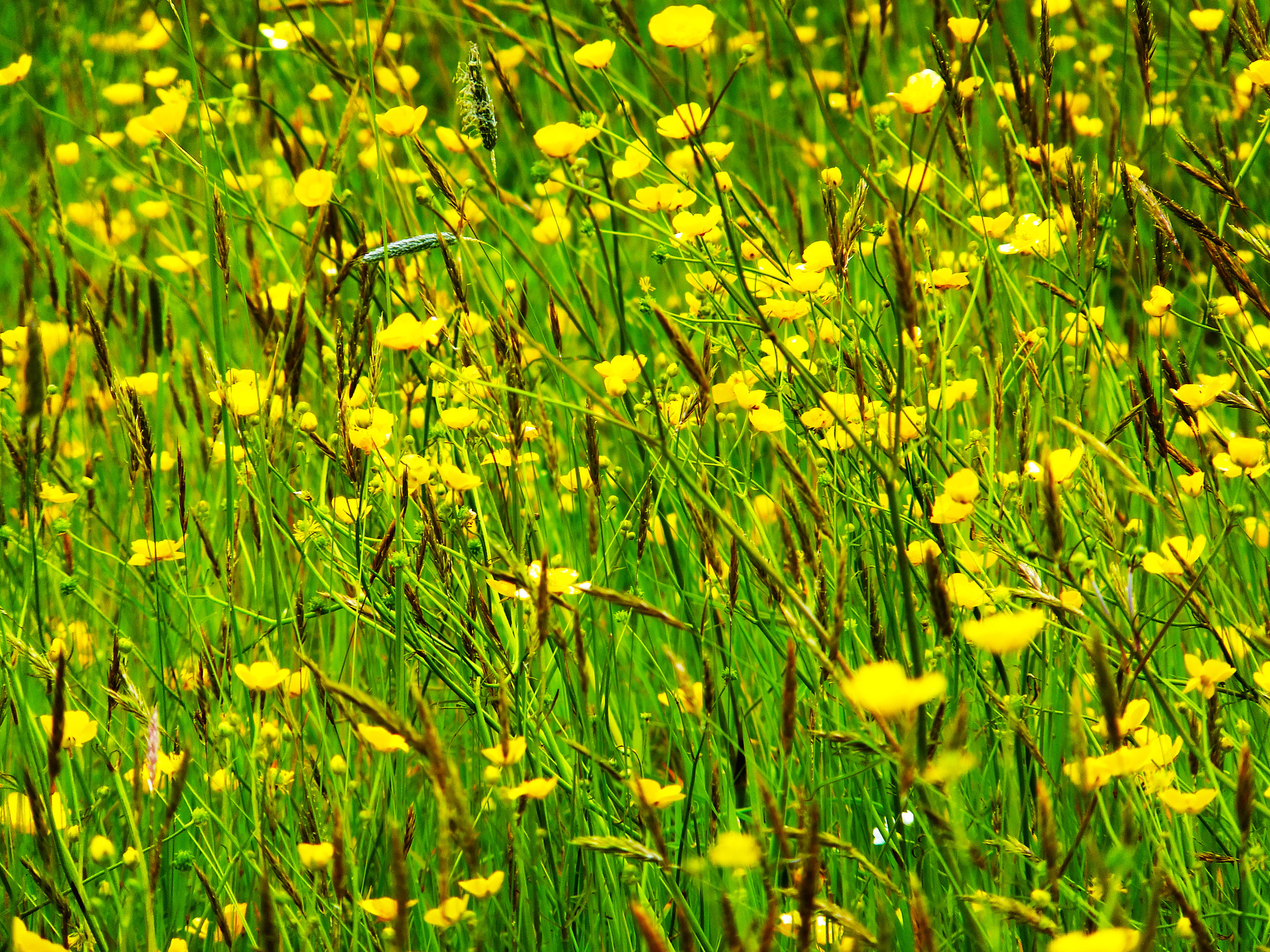 Fujifilm FinePix F600 EXR sample photo. Buttercups in an english field photography