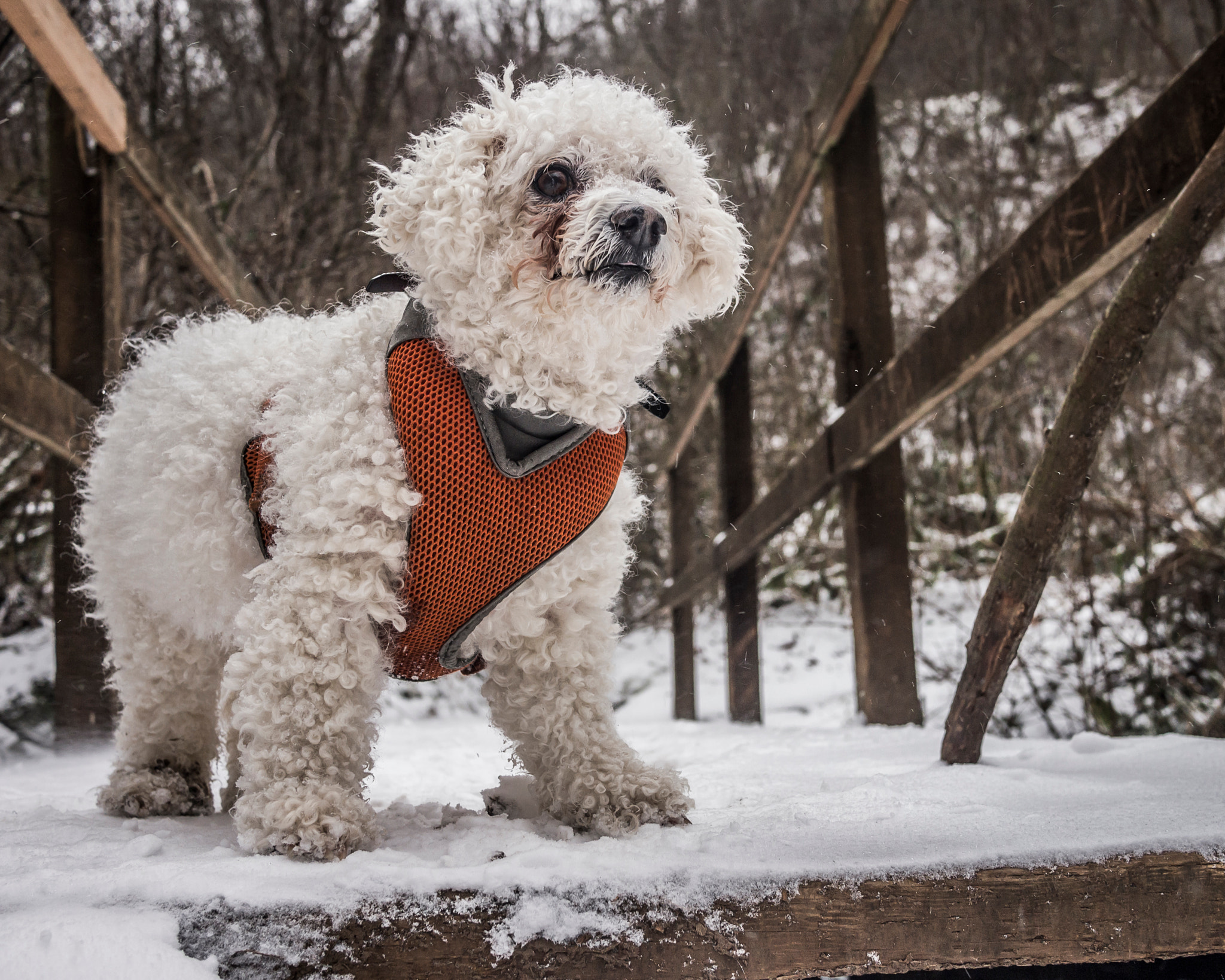 Olympus PEN E-PL3 + Panasonic Lumix G 20mm F1.7 ASPH sample photo. Snow poodle photography