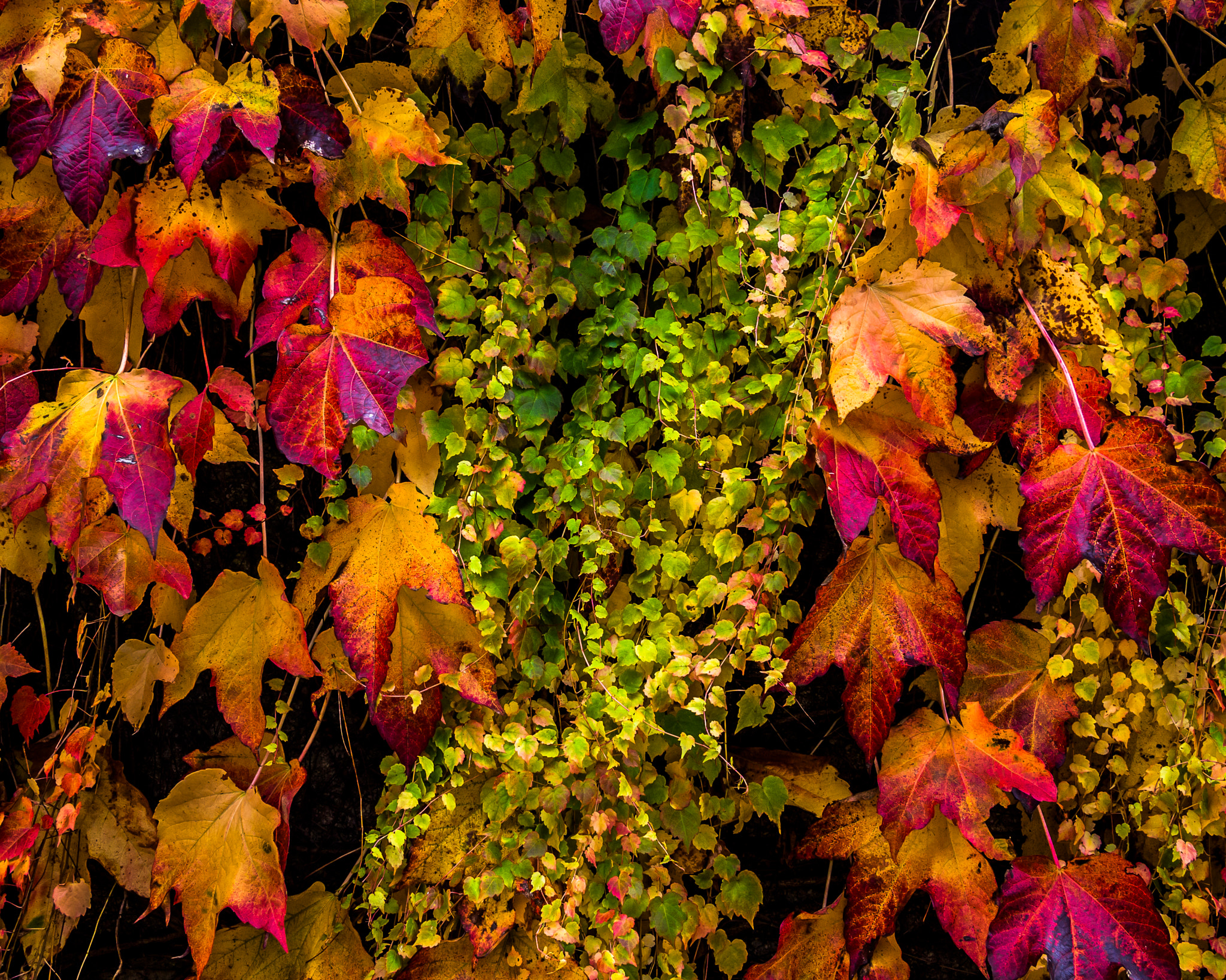 Olympus PEN E-PL3 + Panasonic Lumix G 20mm F1.7 ASPH sample photo. Autumn leaves photography