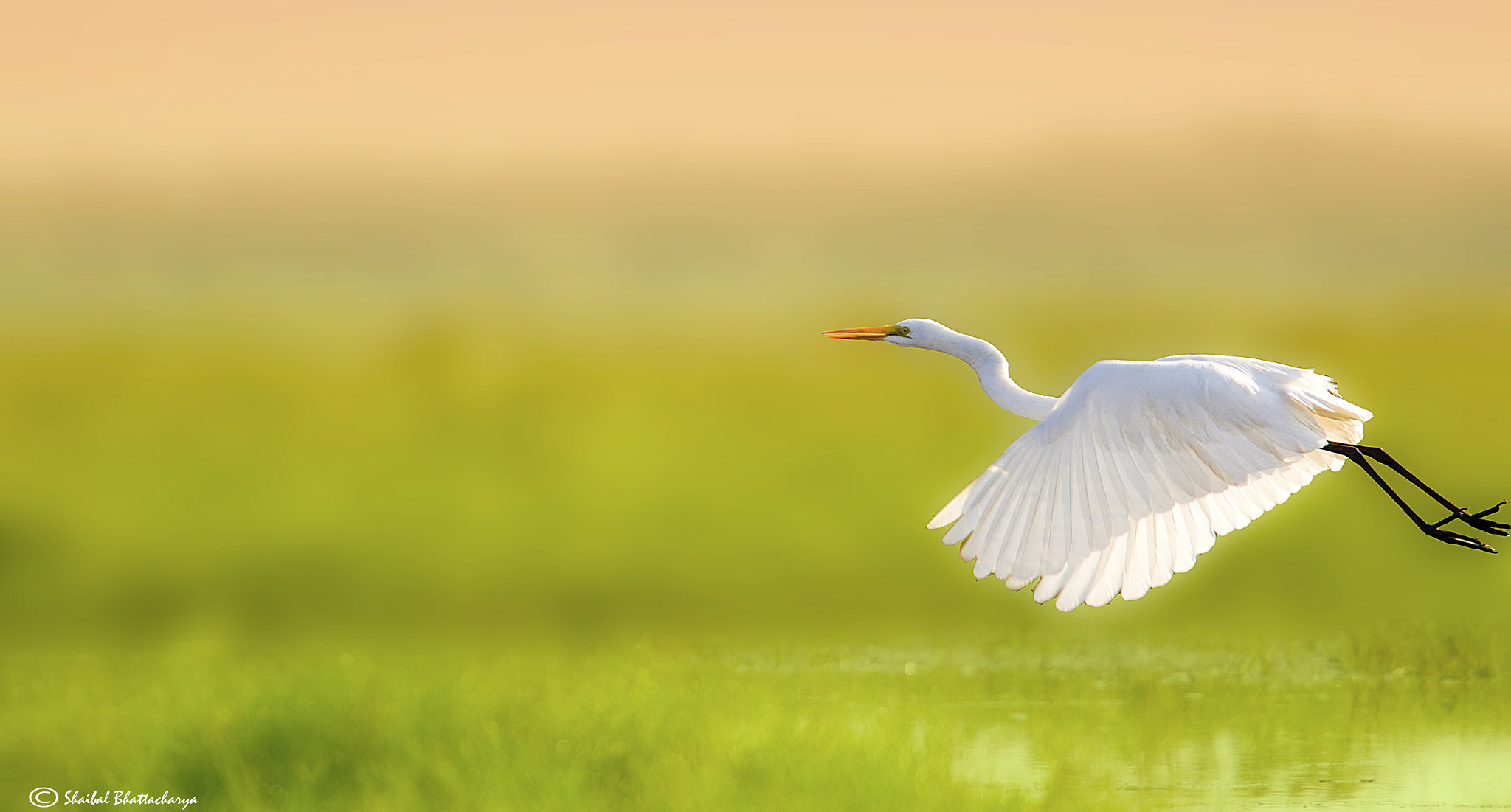 Canon EF 70-200mm F4L USM sample photo. Bird in flight photography