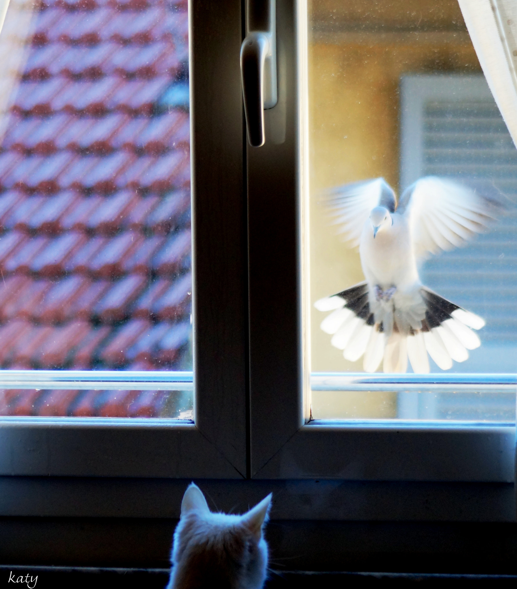 Sony SLT-A37 + Minolta AF 100-300mm F4.5-5.6 sample photo. Caccia photography