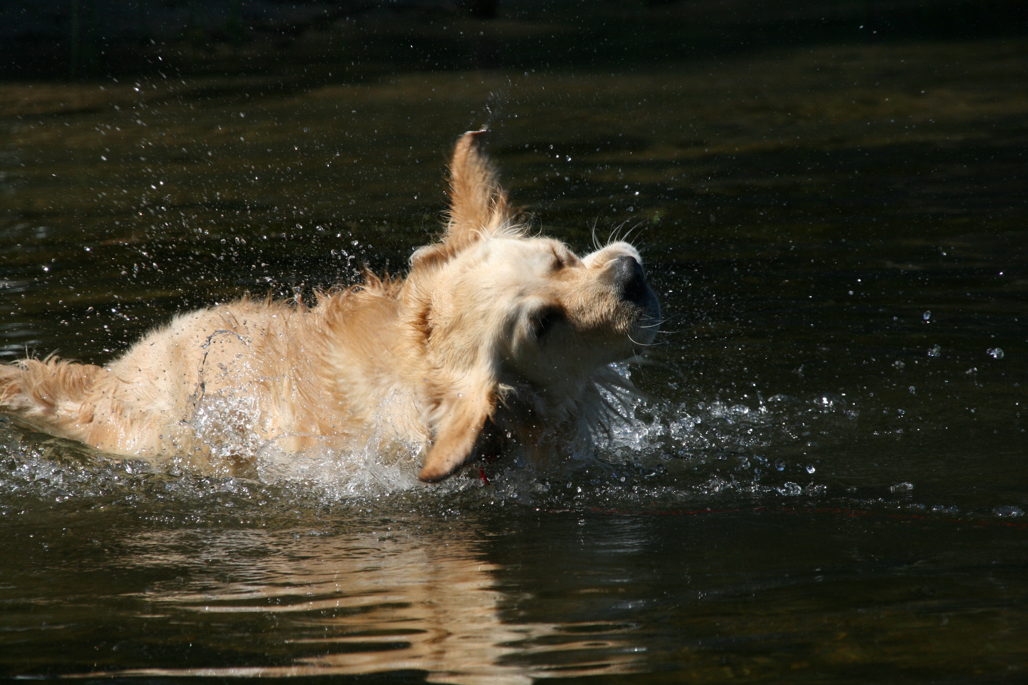 Sigma 18-200mm f/3.5-6.3 DC OS sample photo. Bailey palmer photography