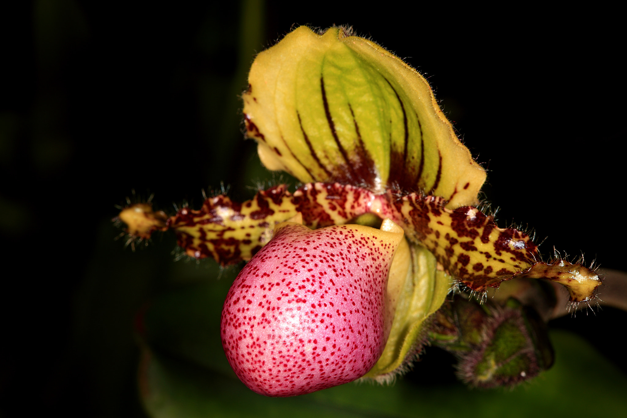 Canon EF 100mm F2.8 Macro USM sample photo. Orchid photography
