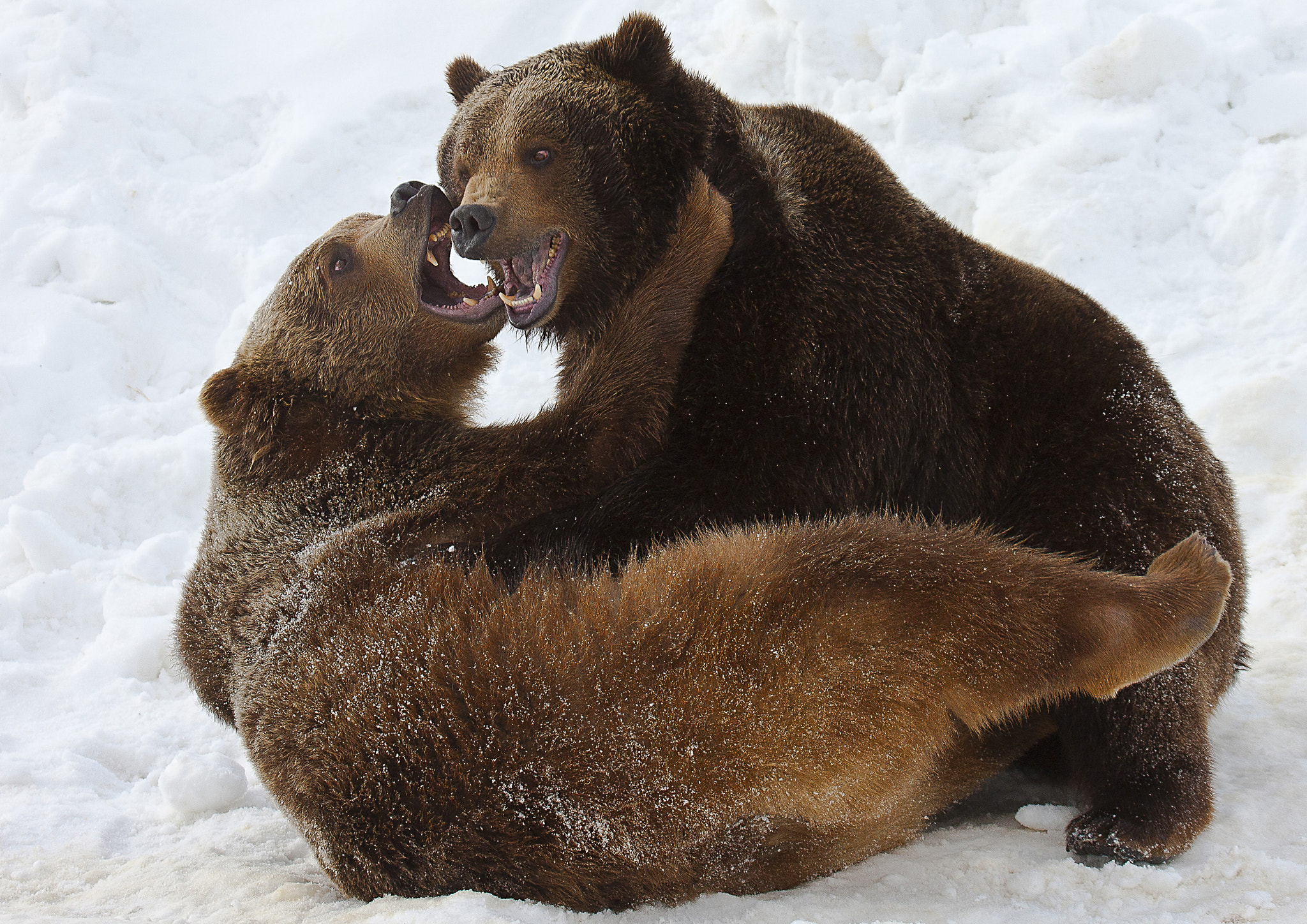 Canon EOS-1Ds Mark III + Canon EF 100-400mm F4.5-5.6L IS USM sample photo. Grizzlies sparring photography