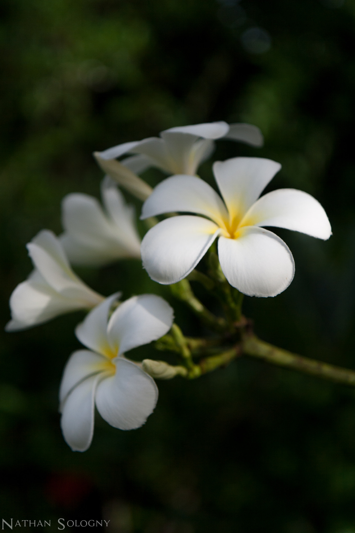 Canon EF-S 17-55mm F2.8 IS USM sample photo. Frangipanier photography