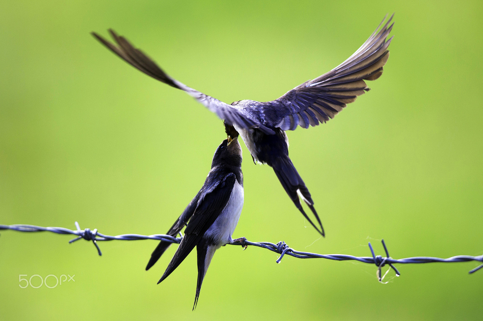 Canon EF 400mm F2.8L IS USM sample photo. Swallows feeding photography