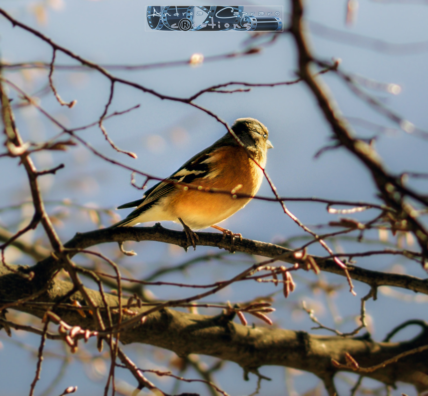 Sigma 105mm F2.8 EX DG OS HSM sample photo. Robin. photography