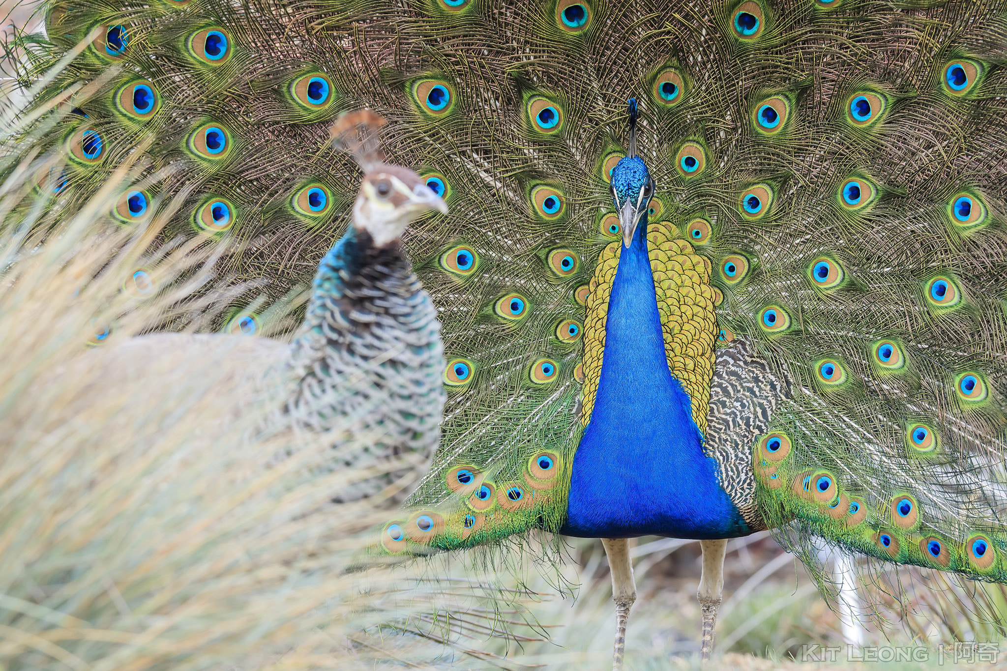 Canon EOS M3 + Canon EF 70-200mm F4L IS USM sample photo. Beautiful peacock walking around photography