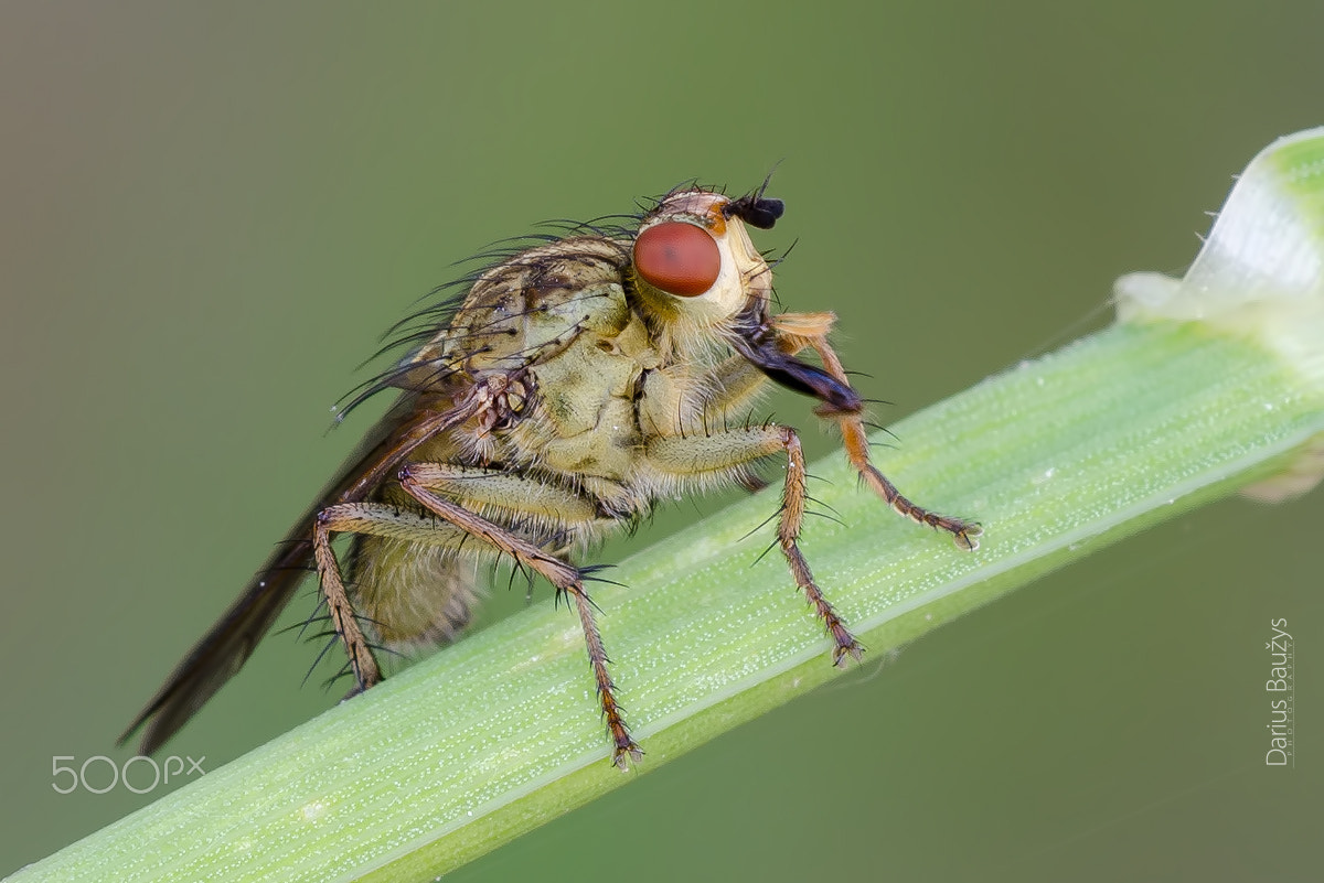 Sigma 150mm F2.8 EX DG OS Macro HSM sample photo. Fly photography