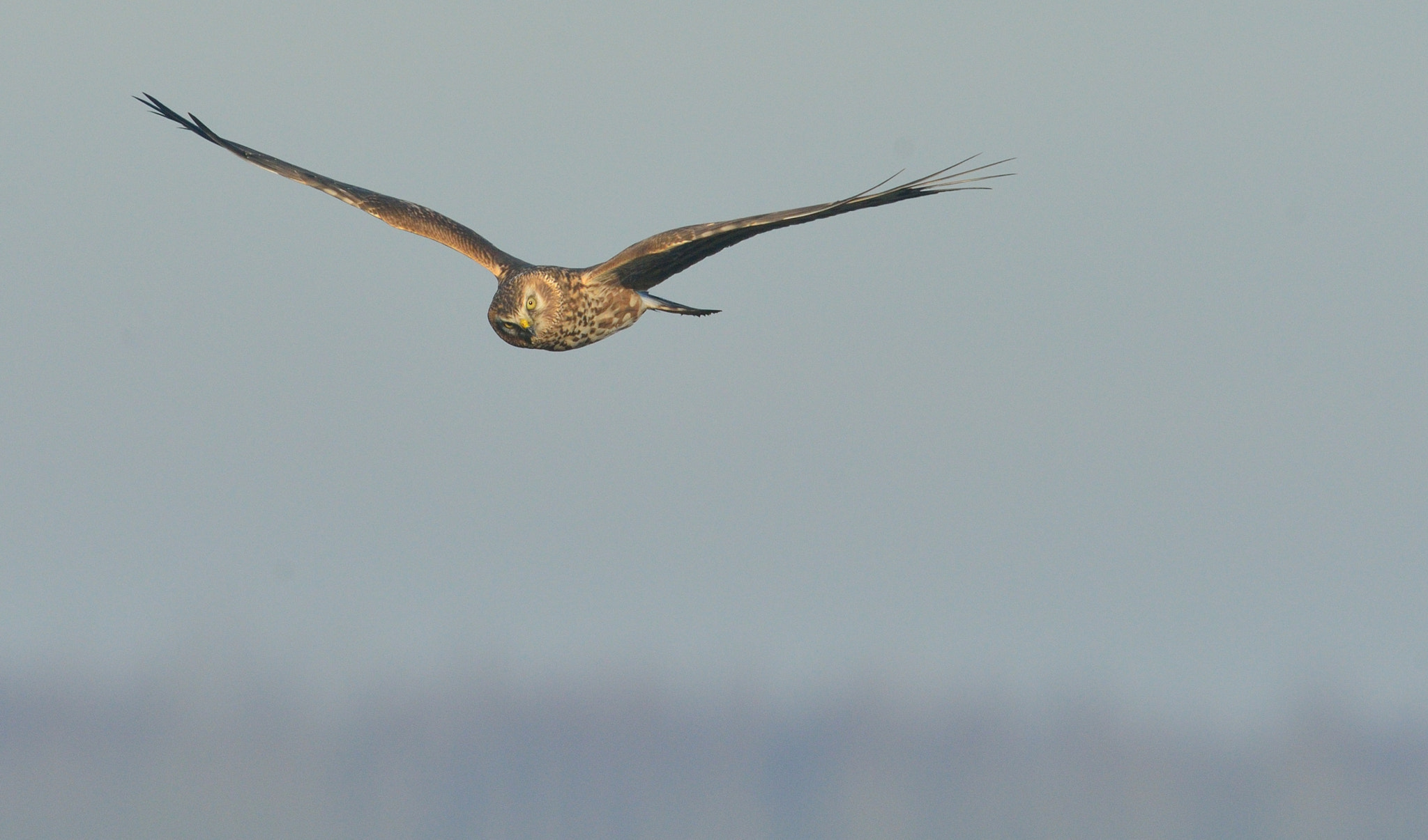 Nikon AF-S Nikkor 400mm F2.8D ED-IF II sample photo. Blauwe kiekendief photography