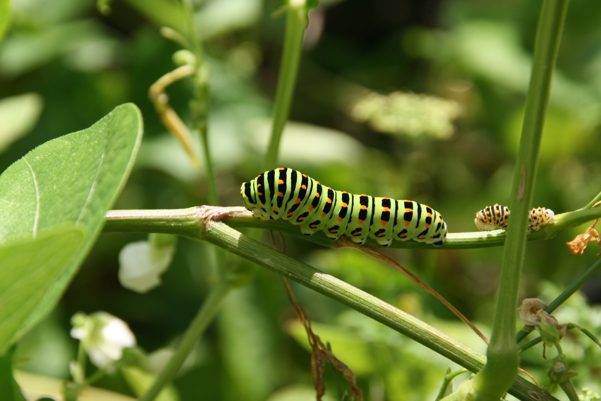 Canon EOS 400D (EOS Digital Rebel XTi / EOS Kiss Digital X) sample photo. Beautifful caterpillar photography