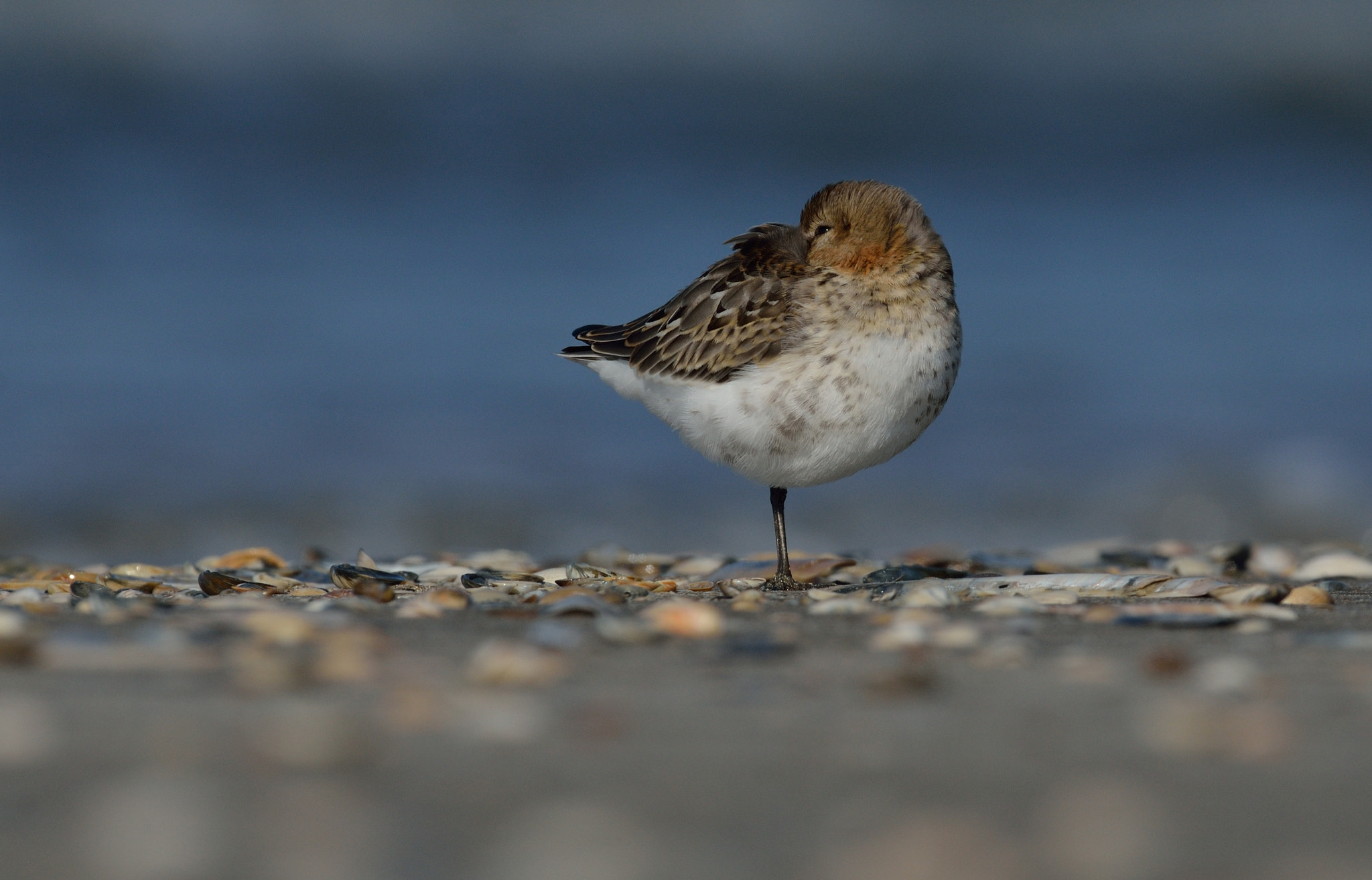 AF-S Nikkor 500mm f/4D IF-ED sample photo. Bonte strandloper photography
