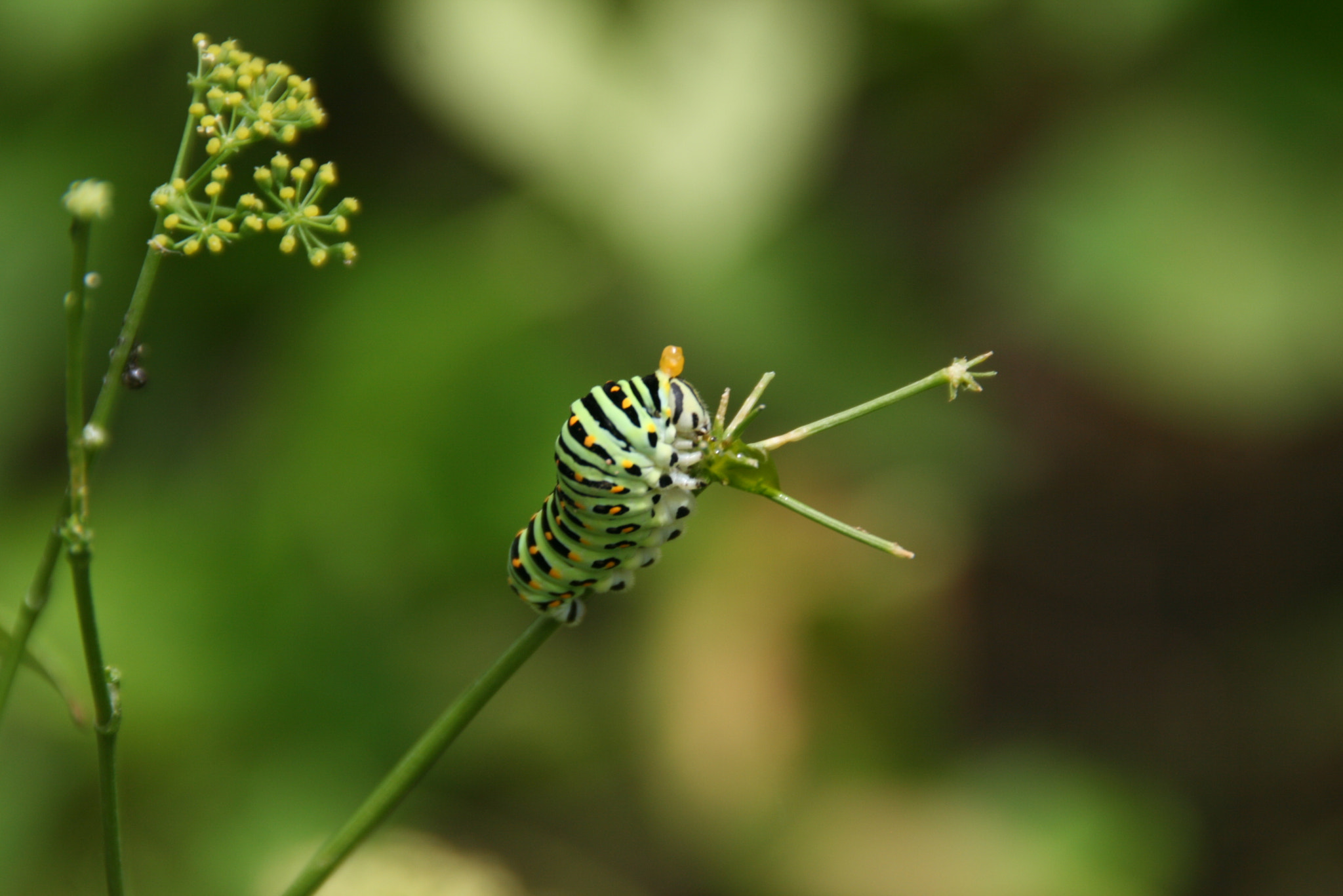 Canon EOS 400D (EOS Digital Rebel XTi / EOS Kiss Digital X) sample photo. Caterpillar-macro photography