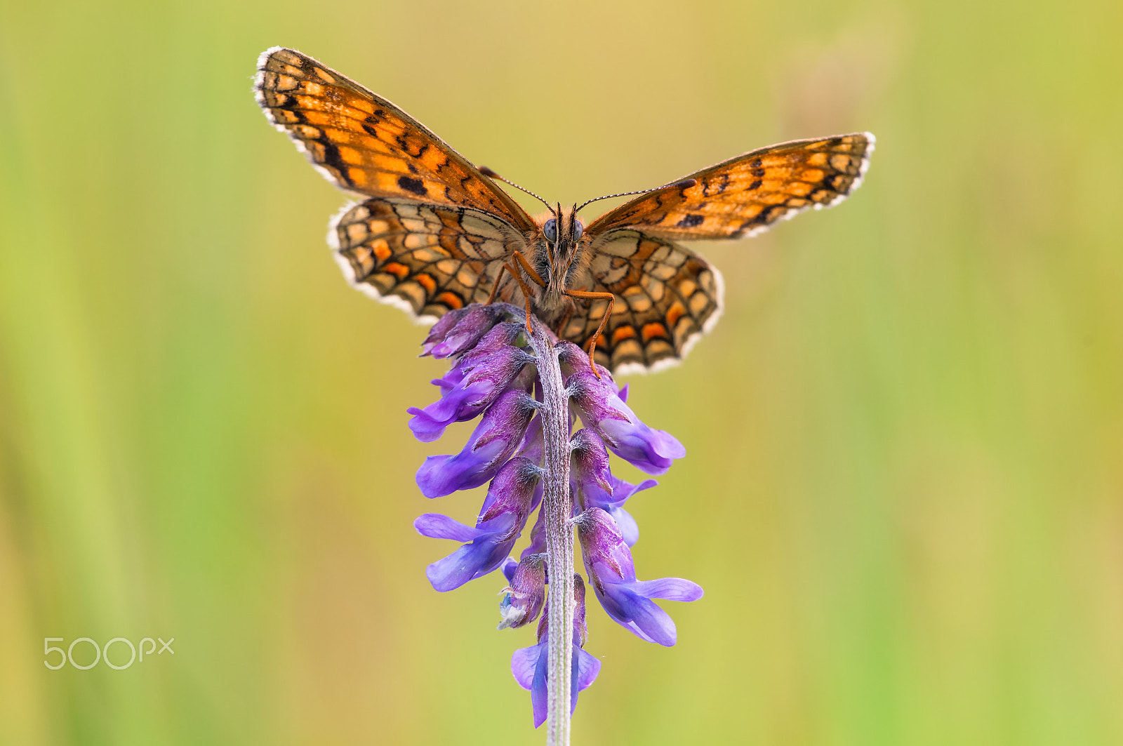 Sigma 150mm F2.8 EX DG Macro HSM sample photo. Just before take off photography