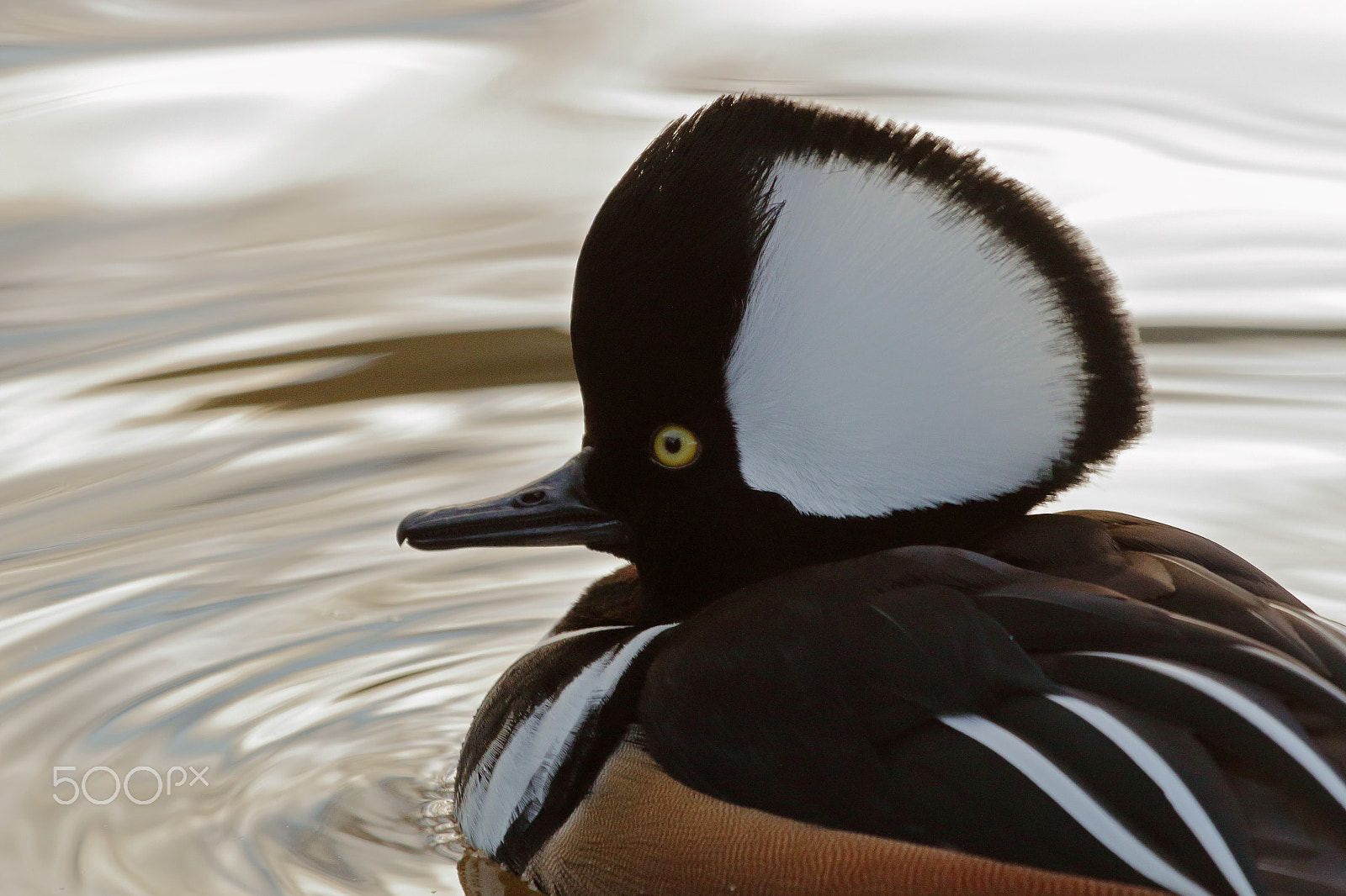 Canon EF 100-400mm F4.5-5.6L IS USM sample photo. Hooded merganser photography