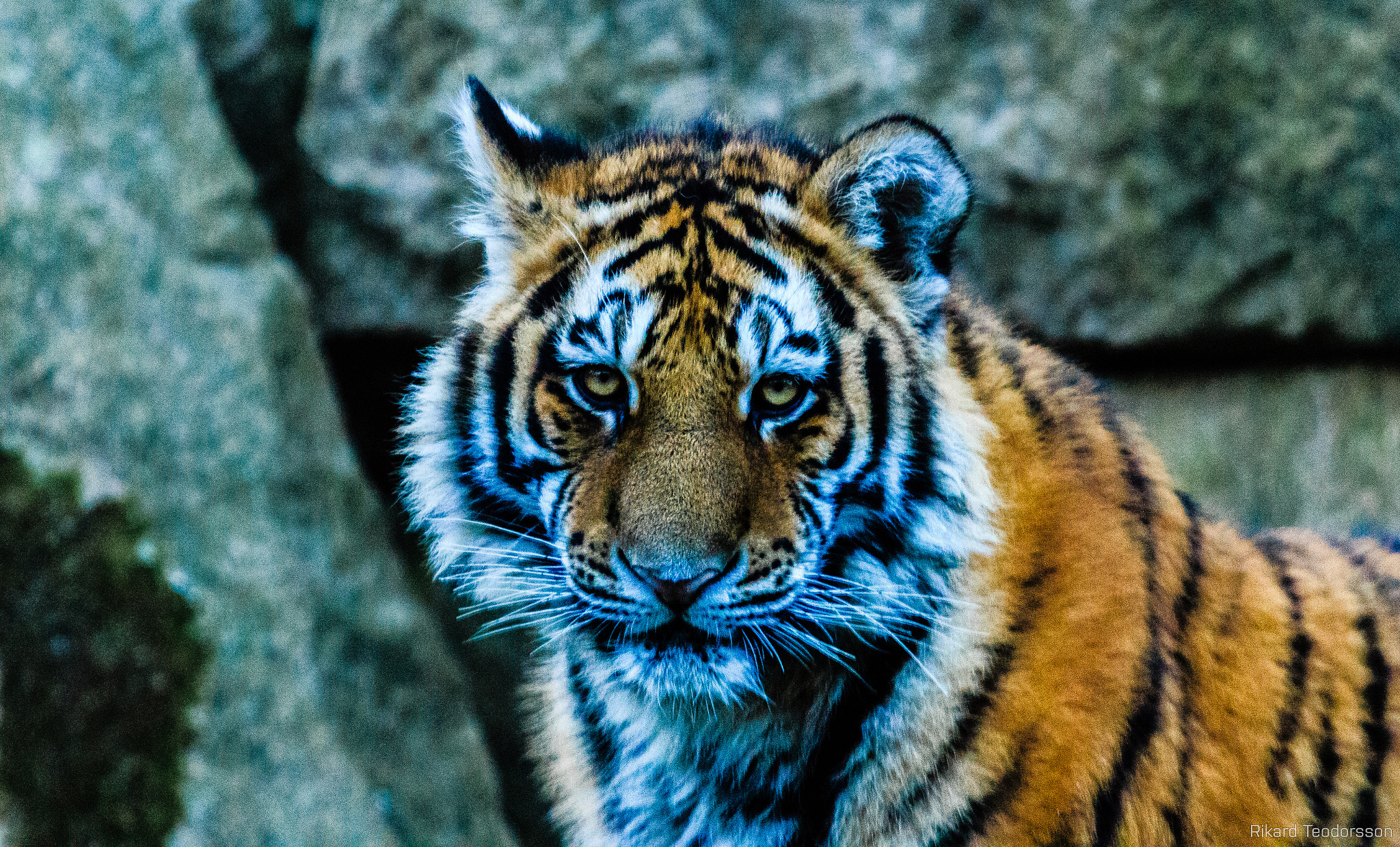 Canon EOS 650D (EOS Rebel T4i / EOS Kiss X6i) sample photo. Tiger cub photography