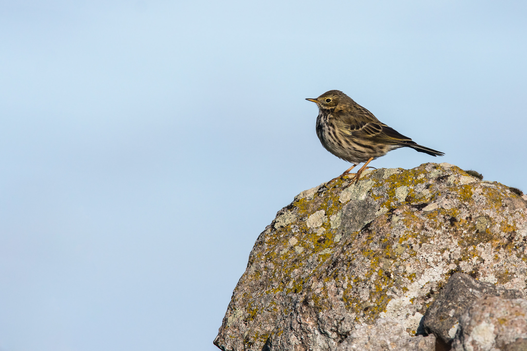 Sony ILCA-77M2 + Sony 300mm F2.8 G SSM II sample photo. Anthus pratensis photography