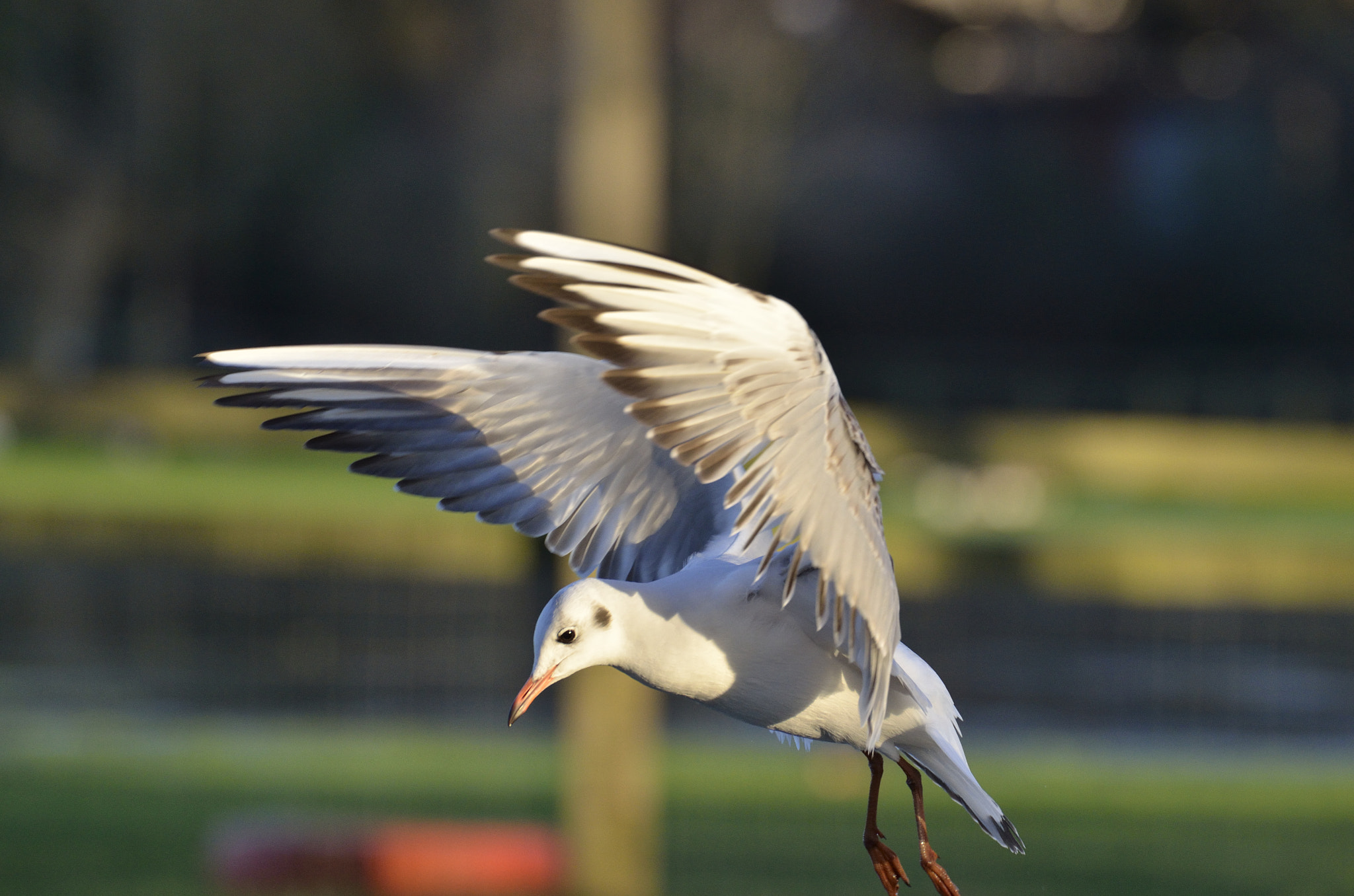 Tamron SP 70-200mm F2.8 Di VC USD sample photo. I believe ....i can fly photography