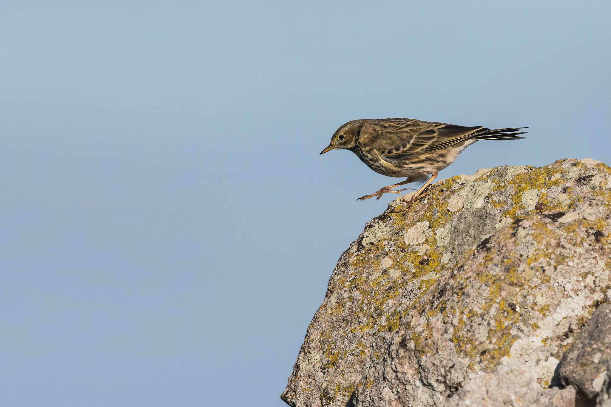 Sony 300mm F2.8 G SSM II sample photo. Anthus pratensis photography