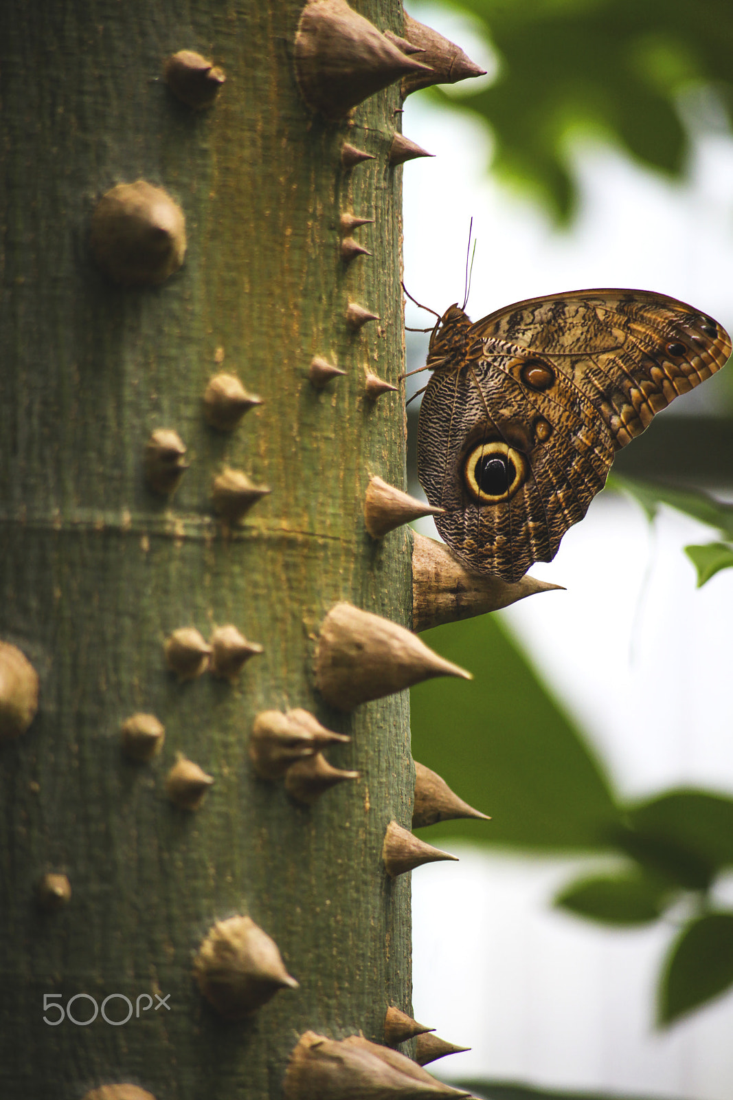 Canon EOS 5D Mark II + Canon EF 100-300mm F4.5-5.6 USM sample photo. Owl butterfly photography