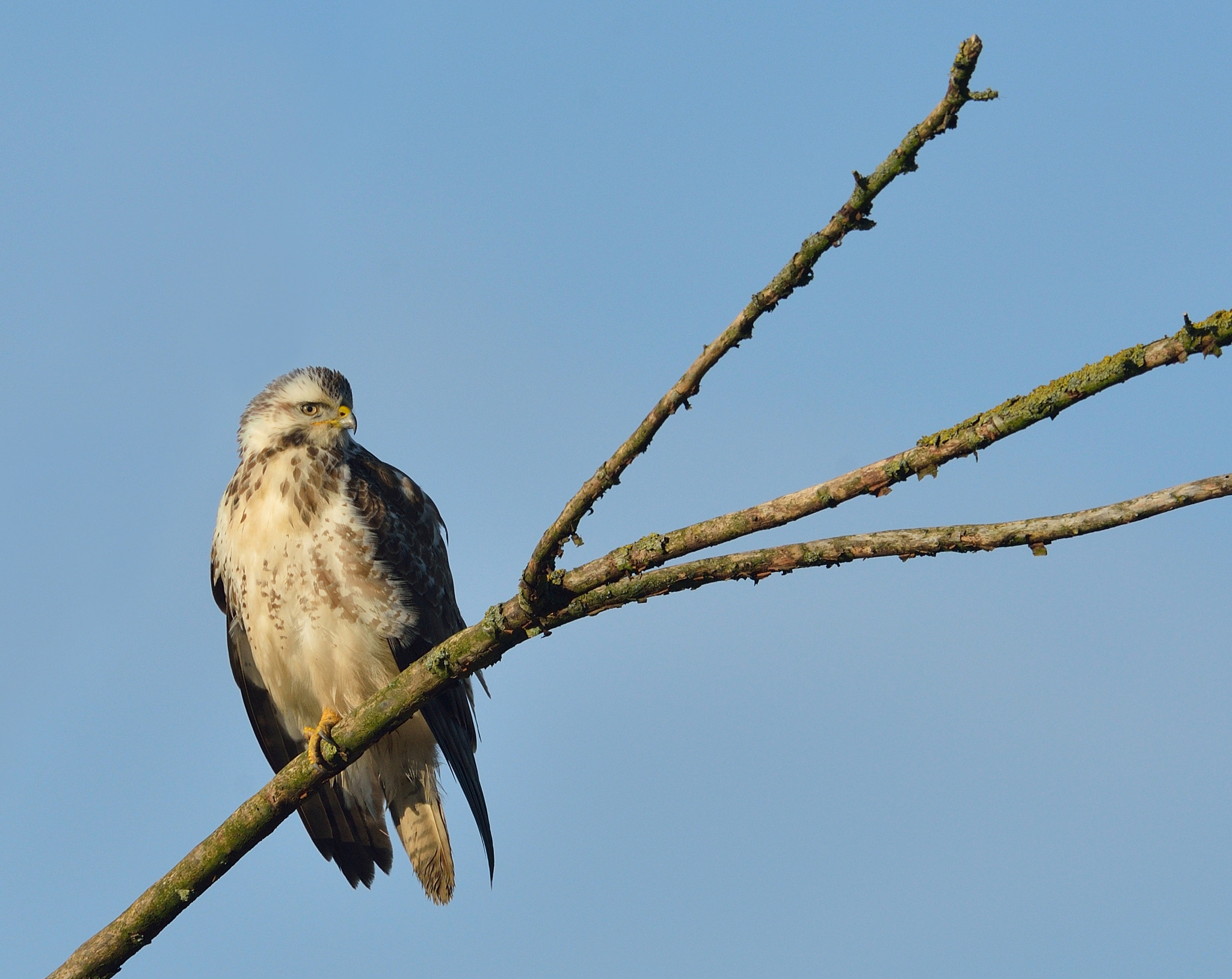 Nikon AF-S Nikkor 400mm F2.8D ED-IF II sample photo. Buizerd photography