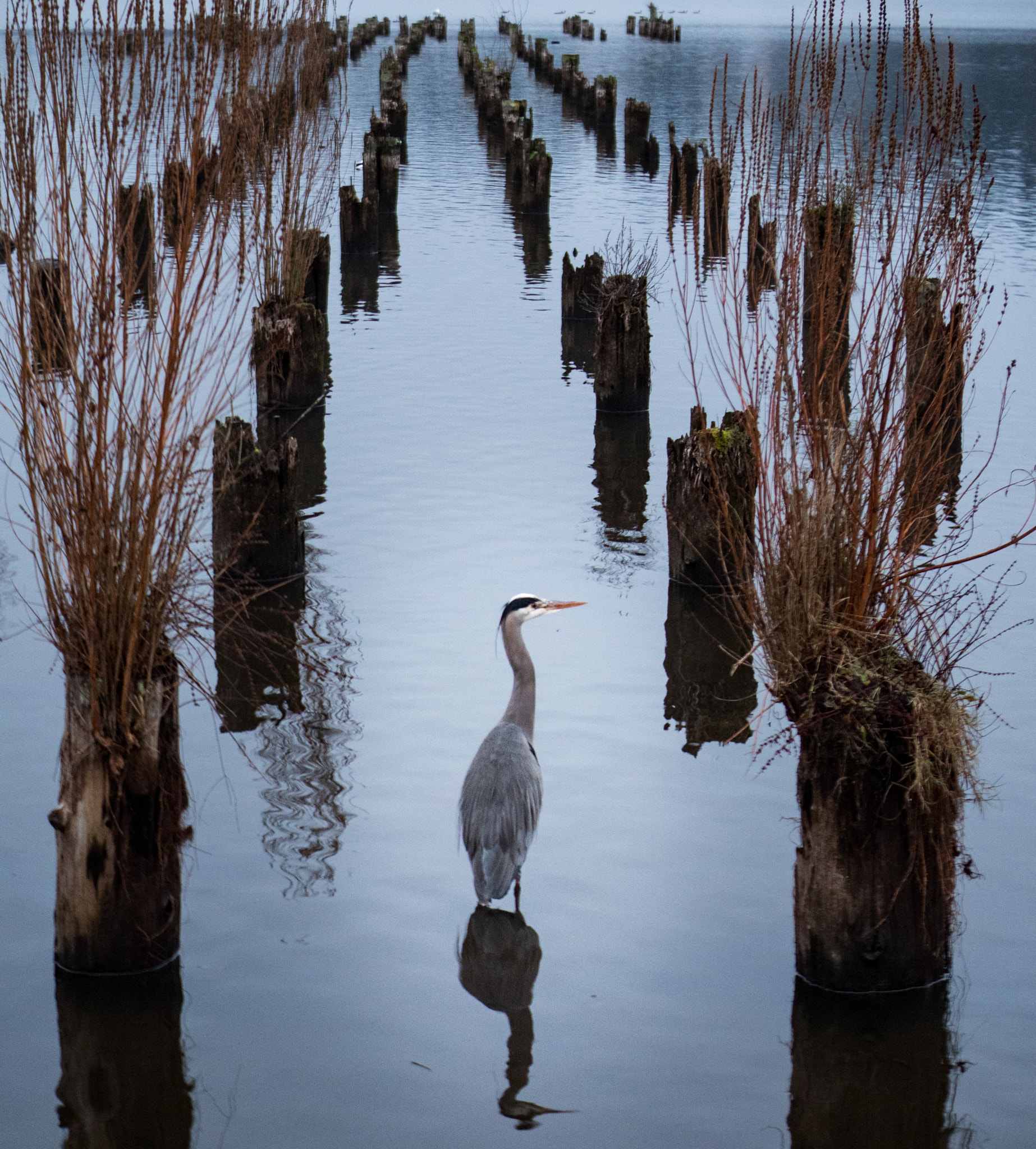 Panasonic Lumix G X Vario 35-100mm F2.8 OIS sample photo. Heron at juanita bay photography