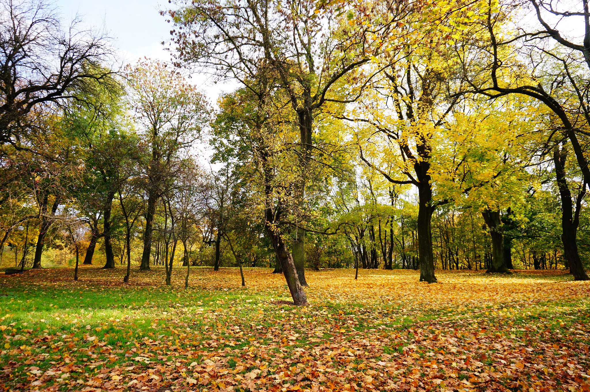 Sony Alpha NEX-5N + Sony E 16-50mm F3.5-5.6 PZ OSS sample photo. Many leaves fallen from the trees at a park in the autumn season photography