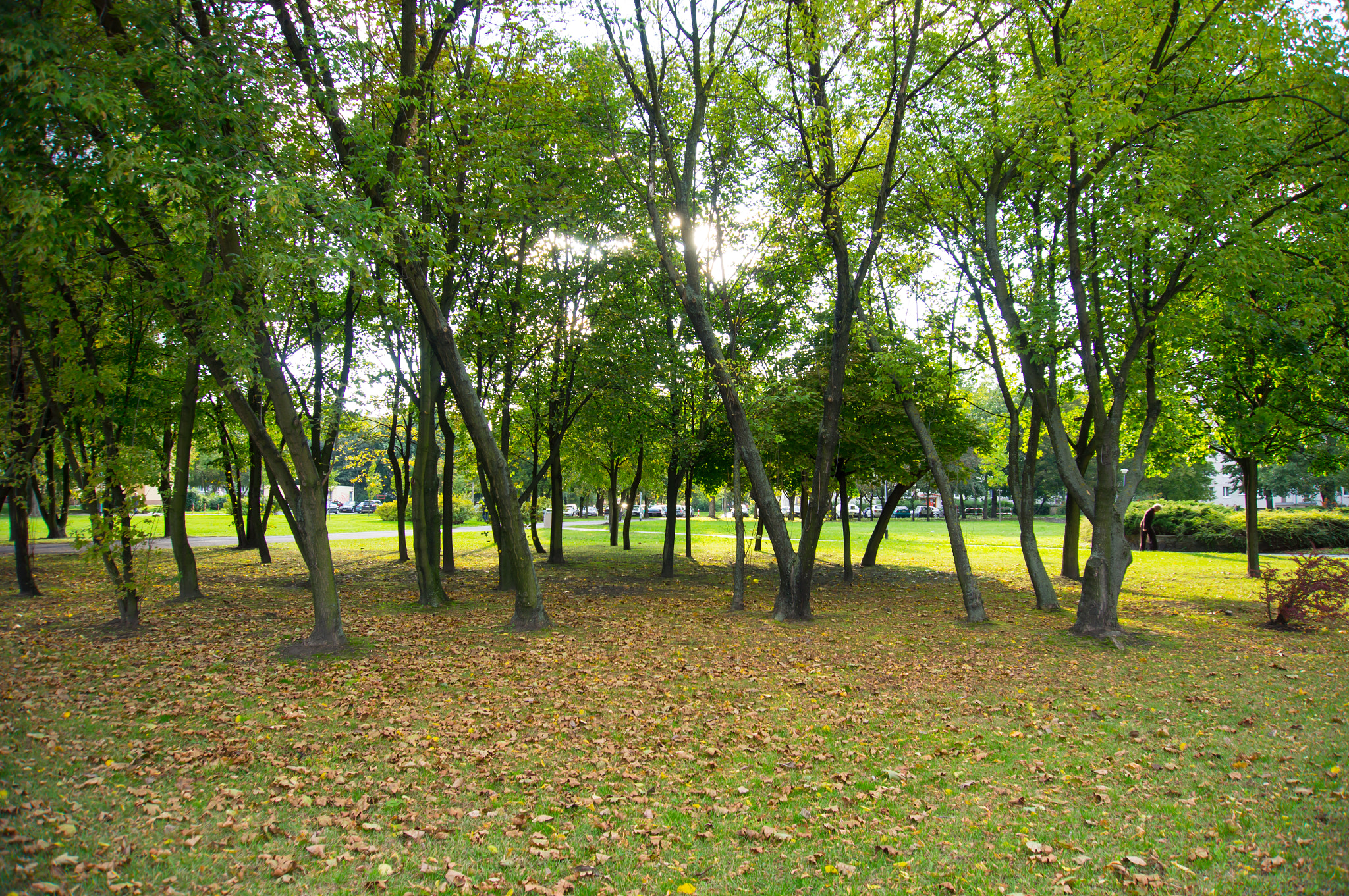 Sony Alpha NEX-5N + Sony E 16-50mm F3.5-5.6 PZ OSS sample photo. Park in the autumn photography