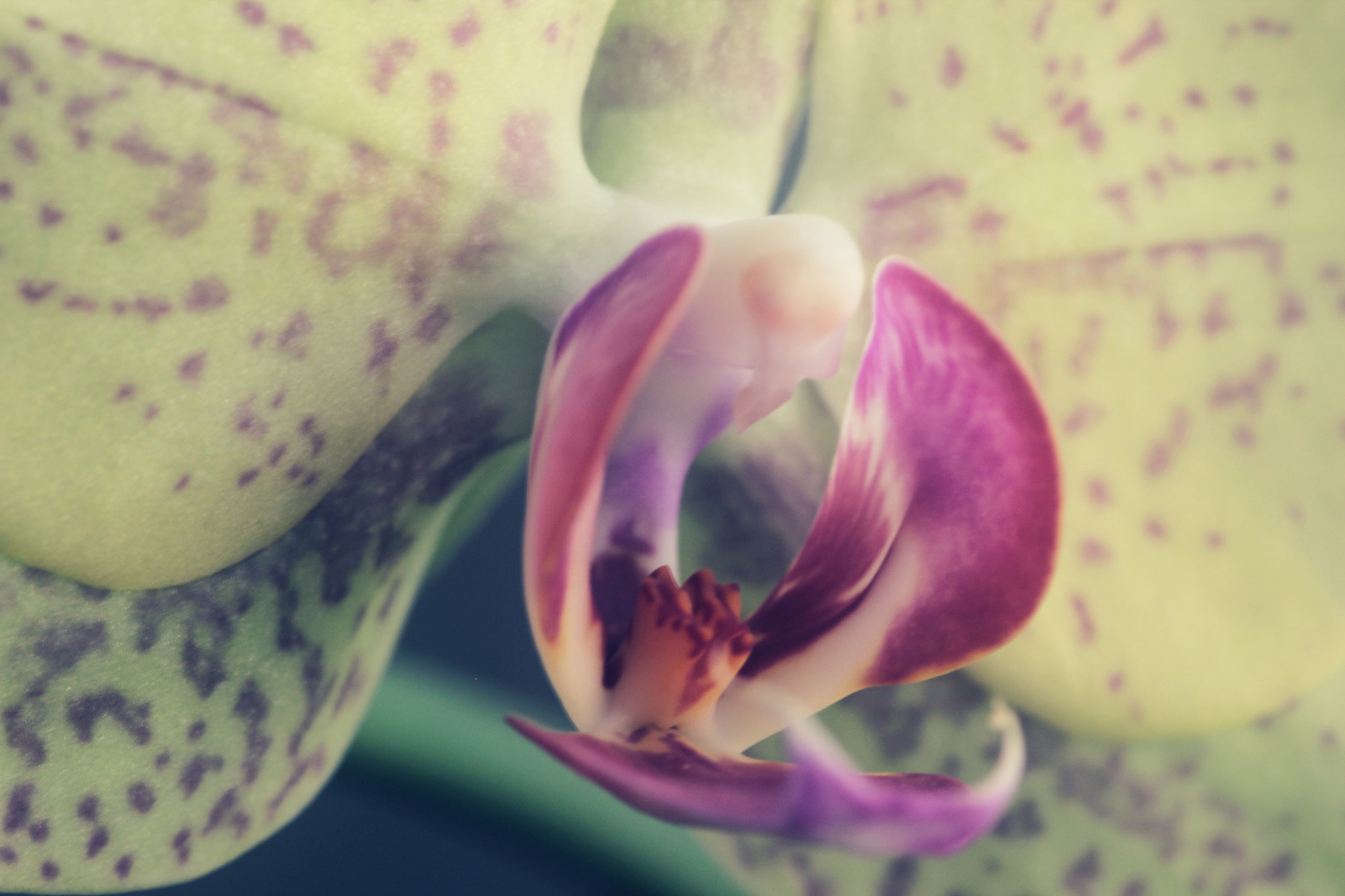 Canon EOS 550D (EOS Rebel T2i / EOS Kiss X4) + Canon EF 100mm F2.8 Macro USM sample photo. Orquidea px photography