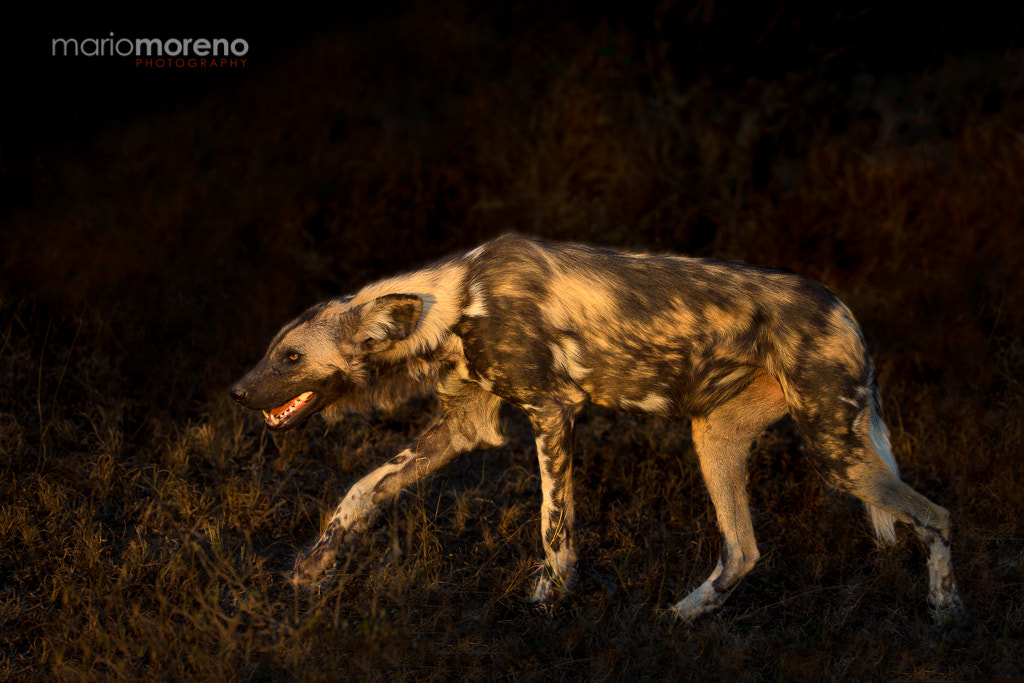 Canon EF 200-400mm F4L IS USM Extender 1.4x sample photo. In hunting mode photography