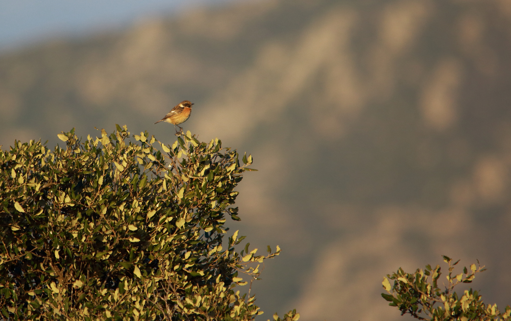 Sigma 150-500mm F5-6.3 DG OS HSM sample photo. Little bird photography