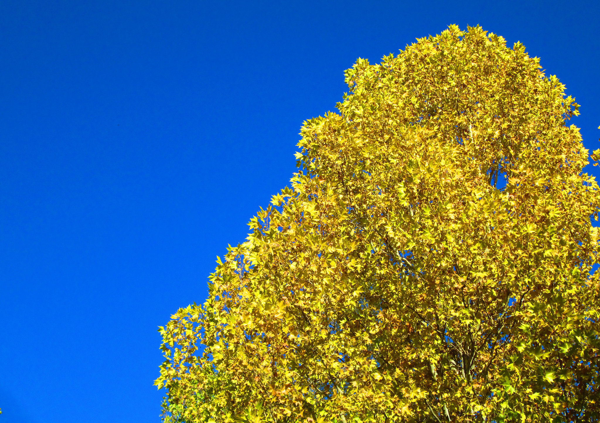 Canon PowerShot A2400 IS sample photo. Blue & yellow photography