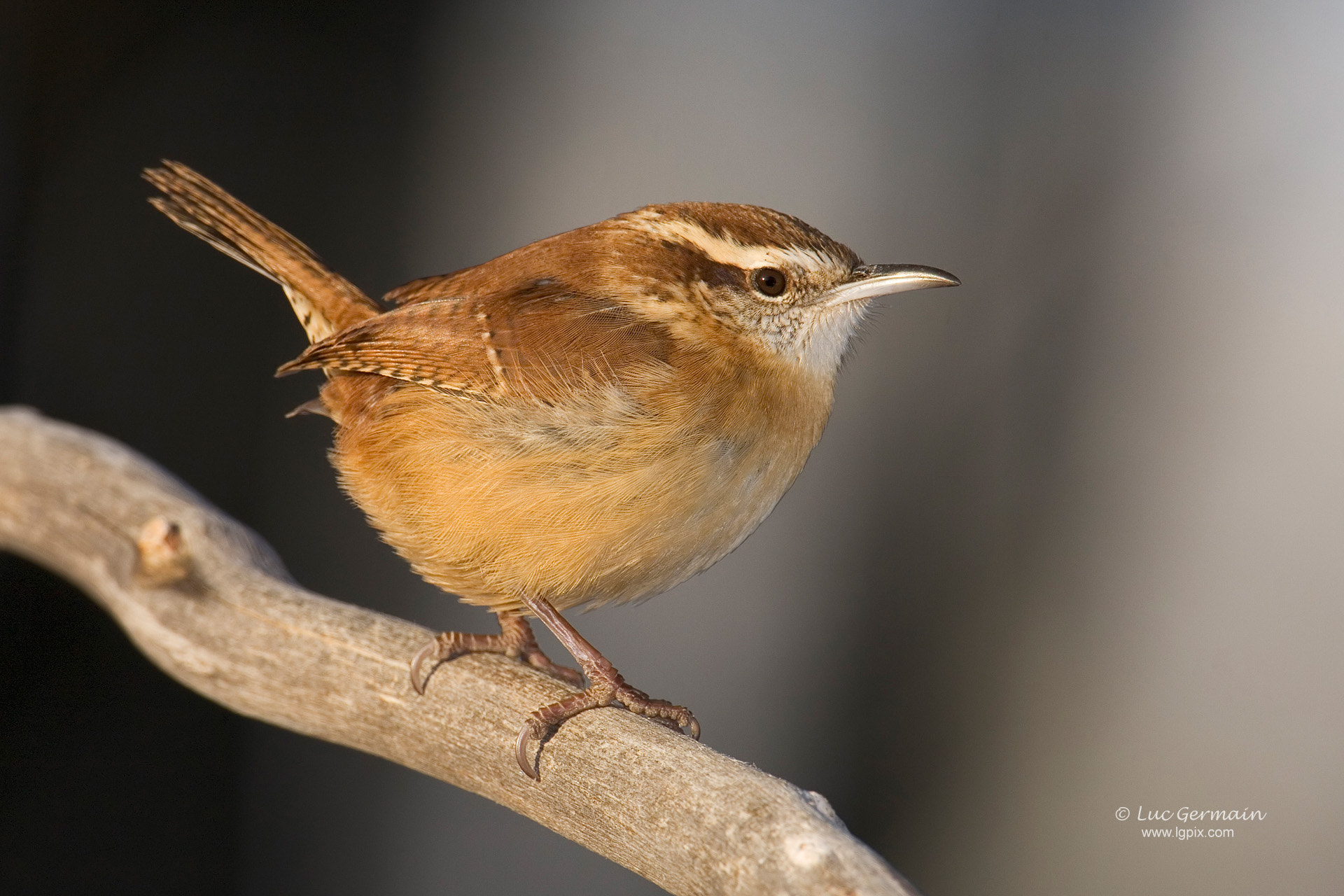 Canon EF 500mm F4L IS USM sample photo. Carolina wren photography