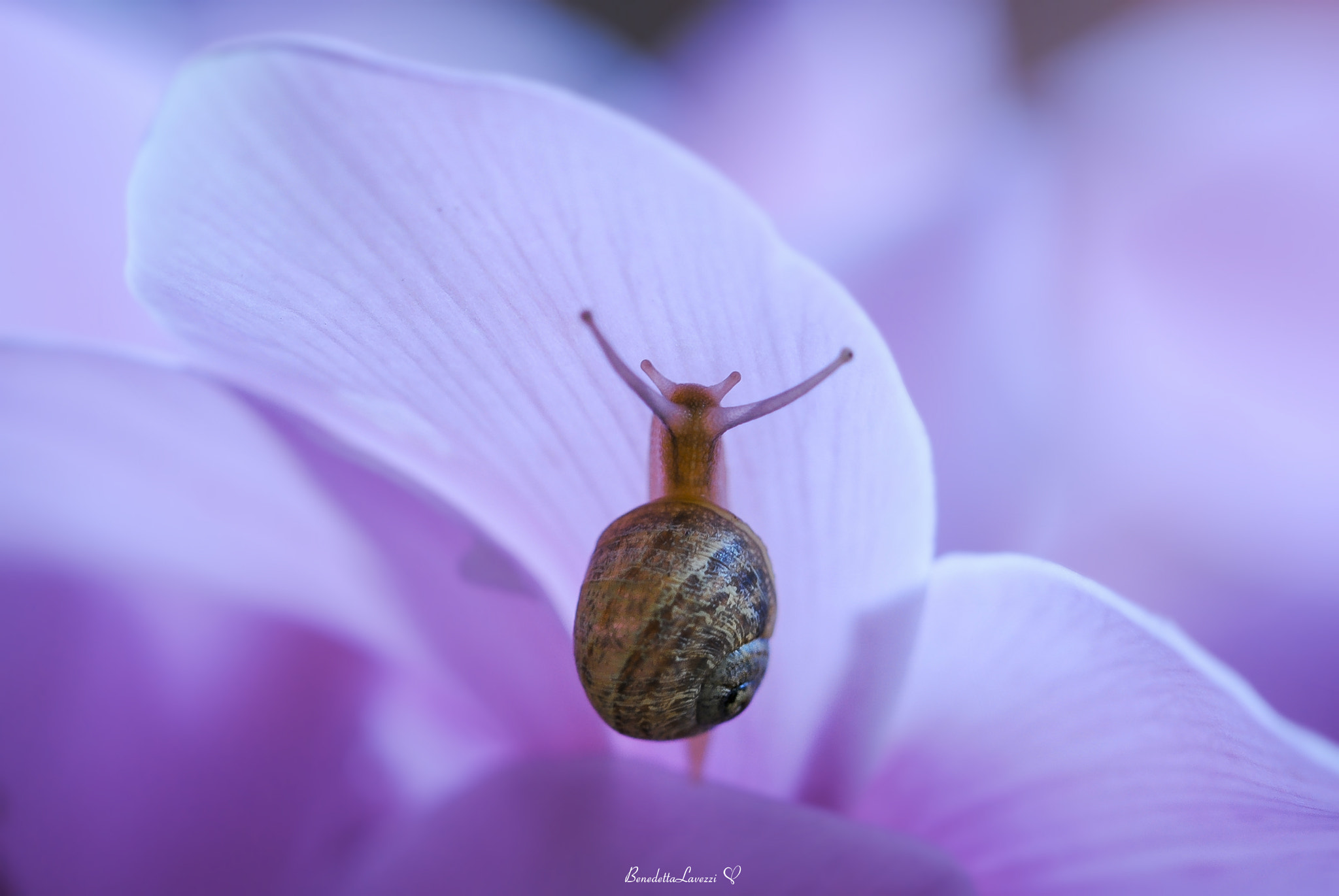 Sigma 105mm F2.8 EX DG OS HSM sample photo. All of me photography